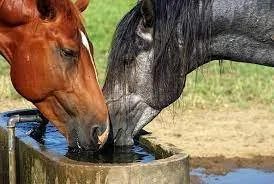 thirsty horses.jpeg