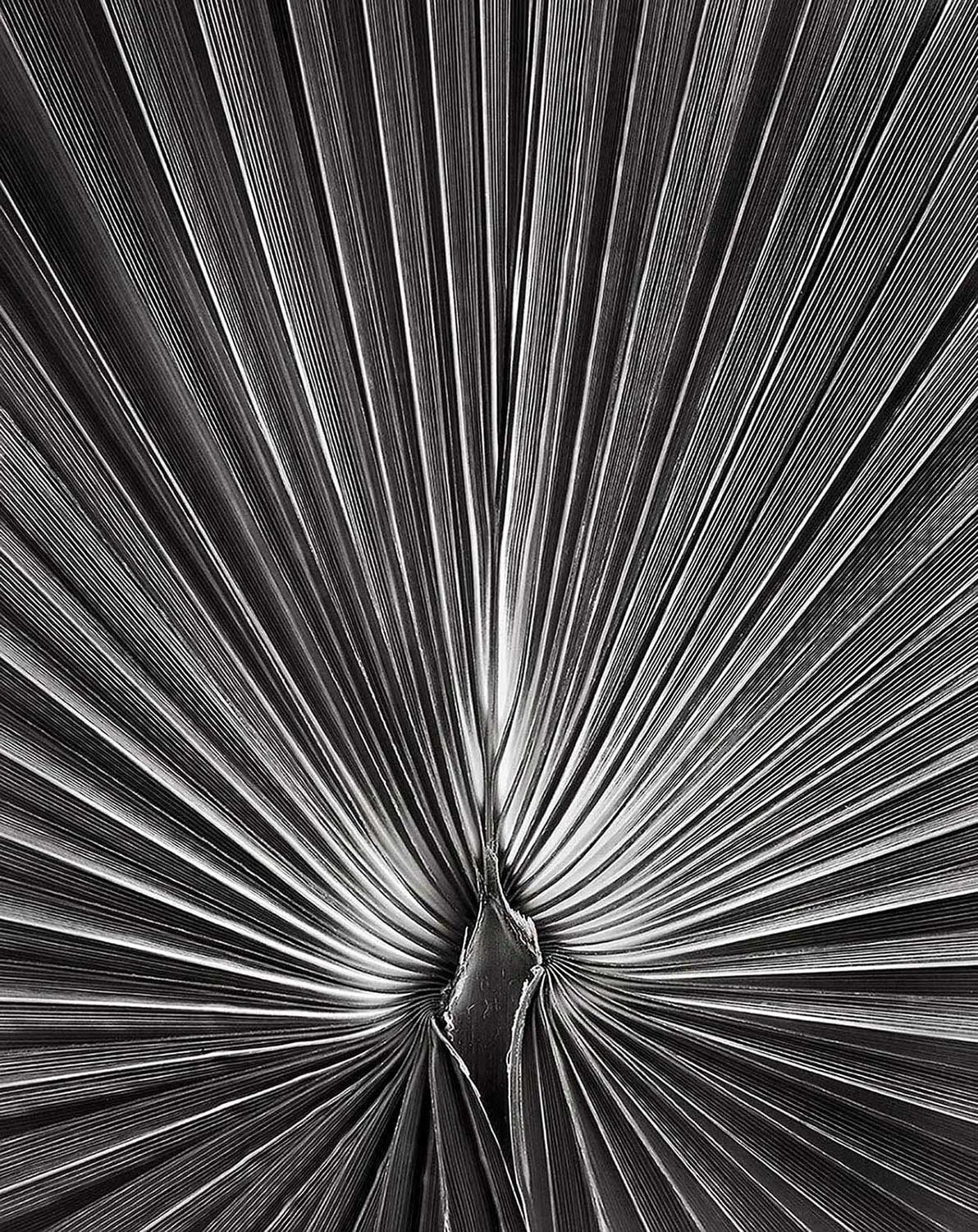 Palm Study #1