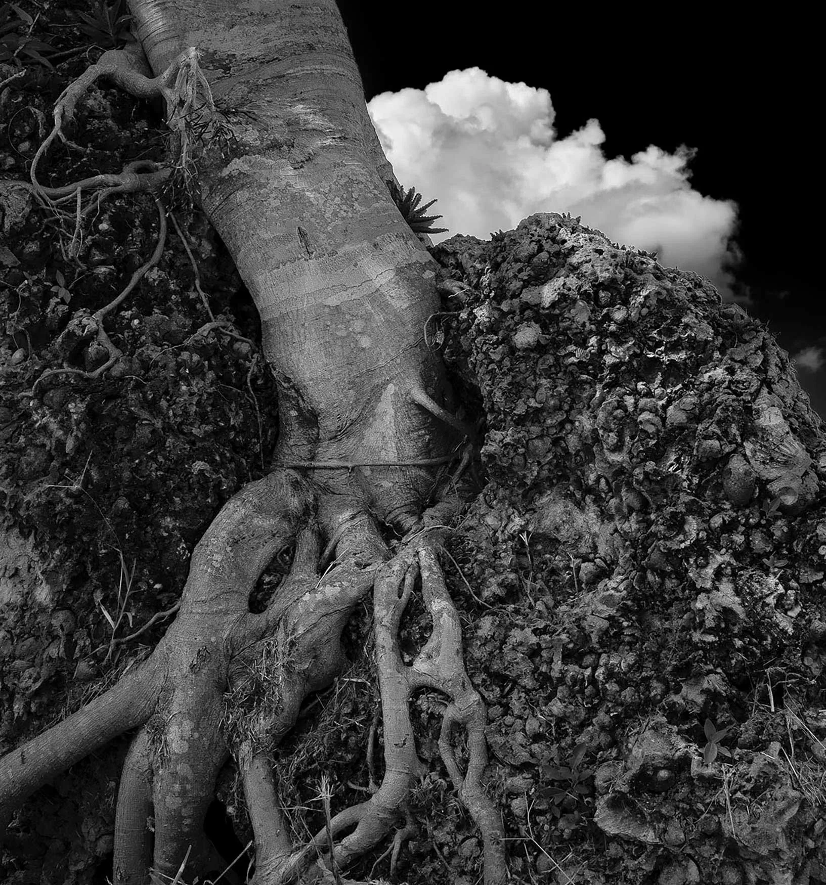 Tree Roots with Cloud