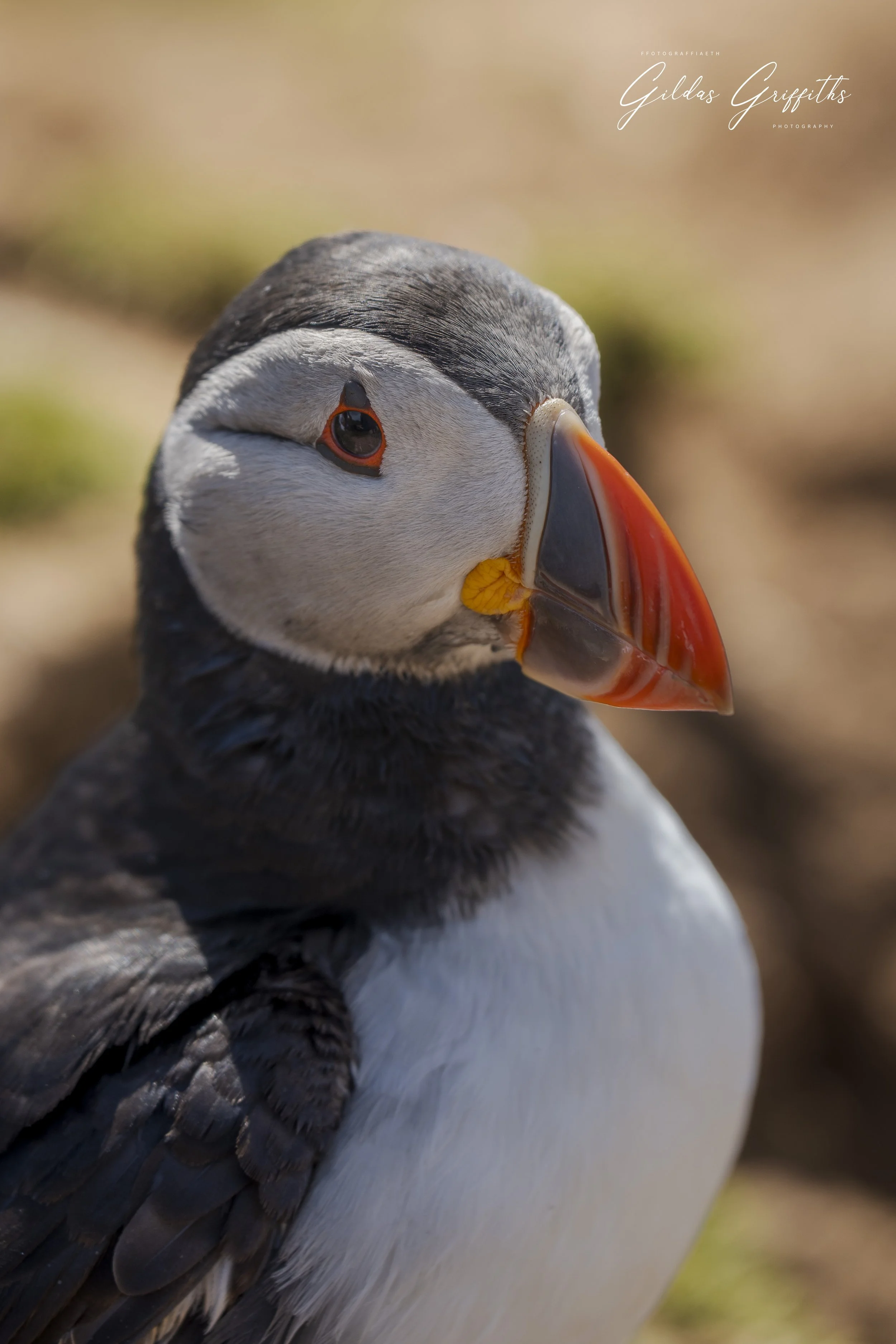 Puffin 2a.jpg