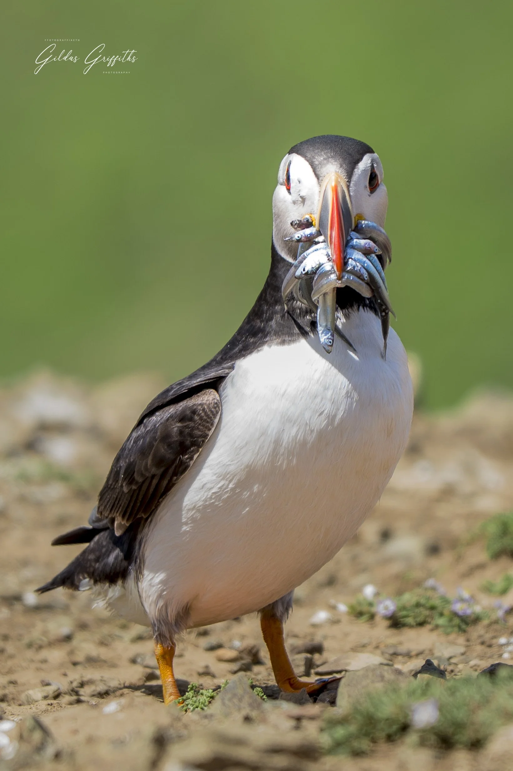 Puffins 14a.jpg