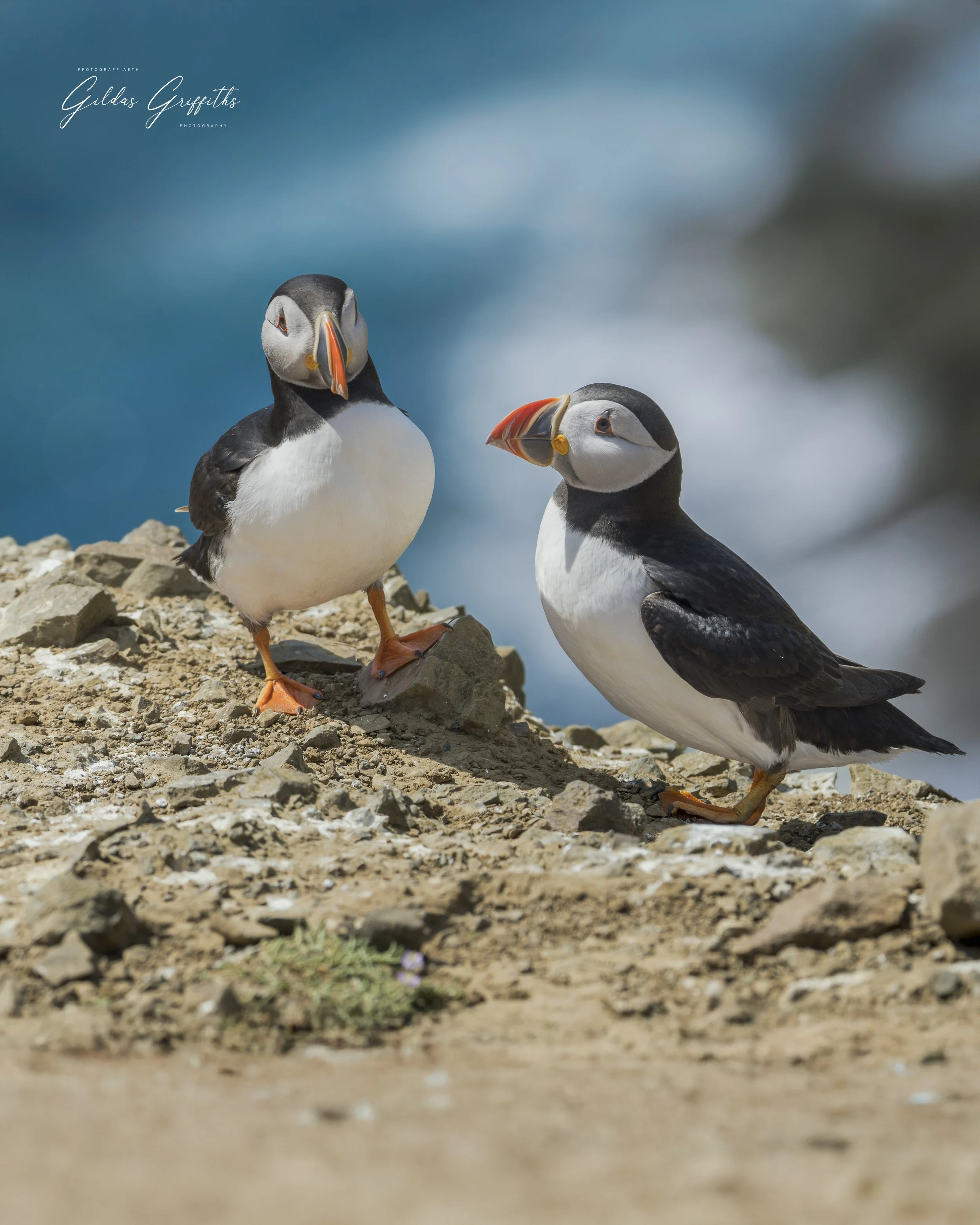 Puffins 11a.jpg