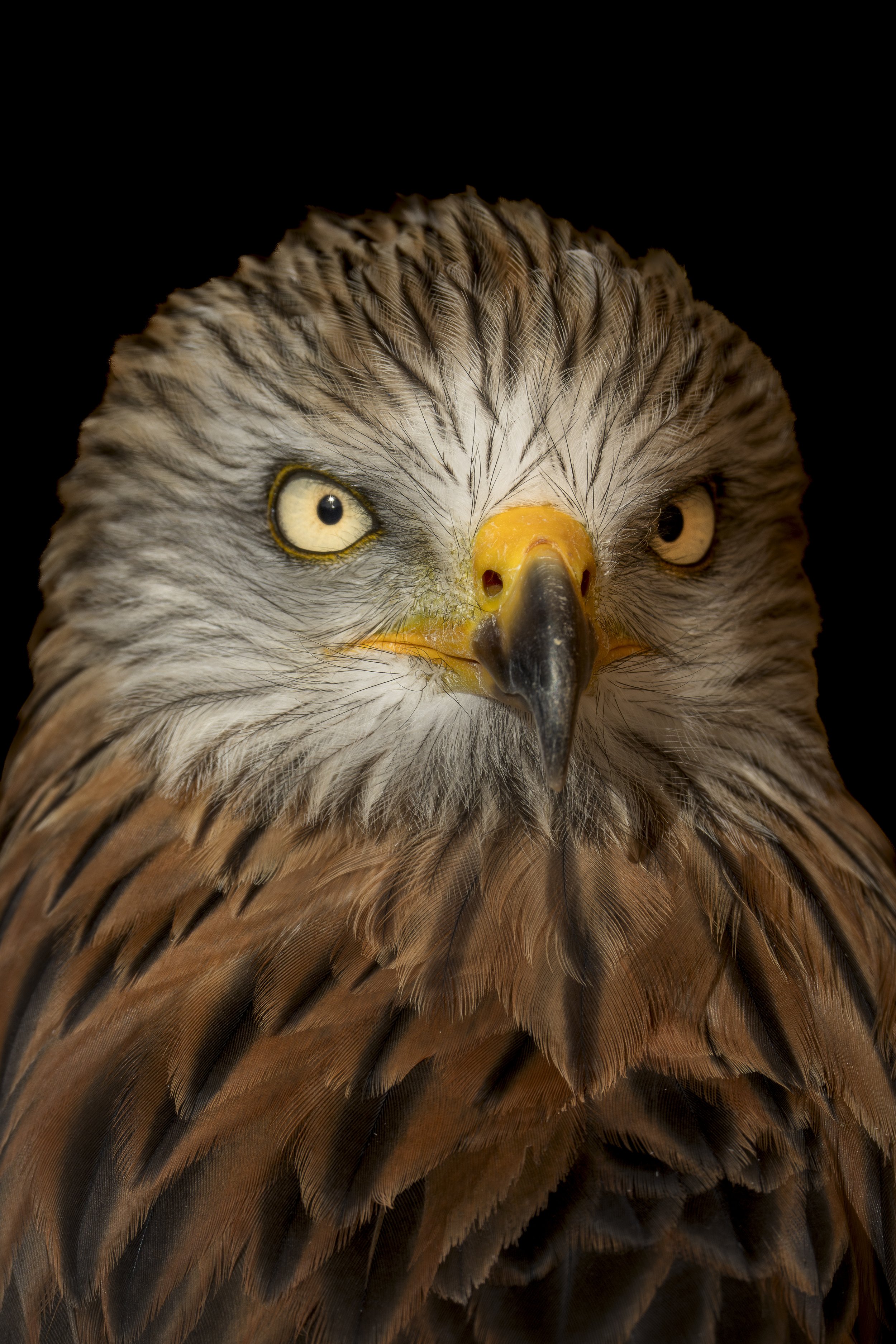 Pet Portrait 2.jpg