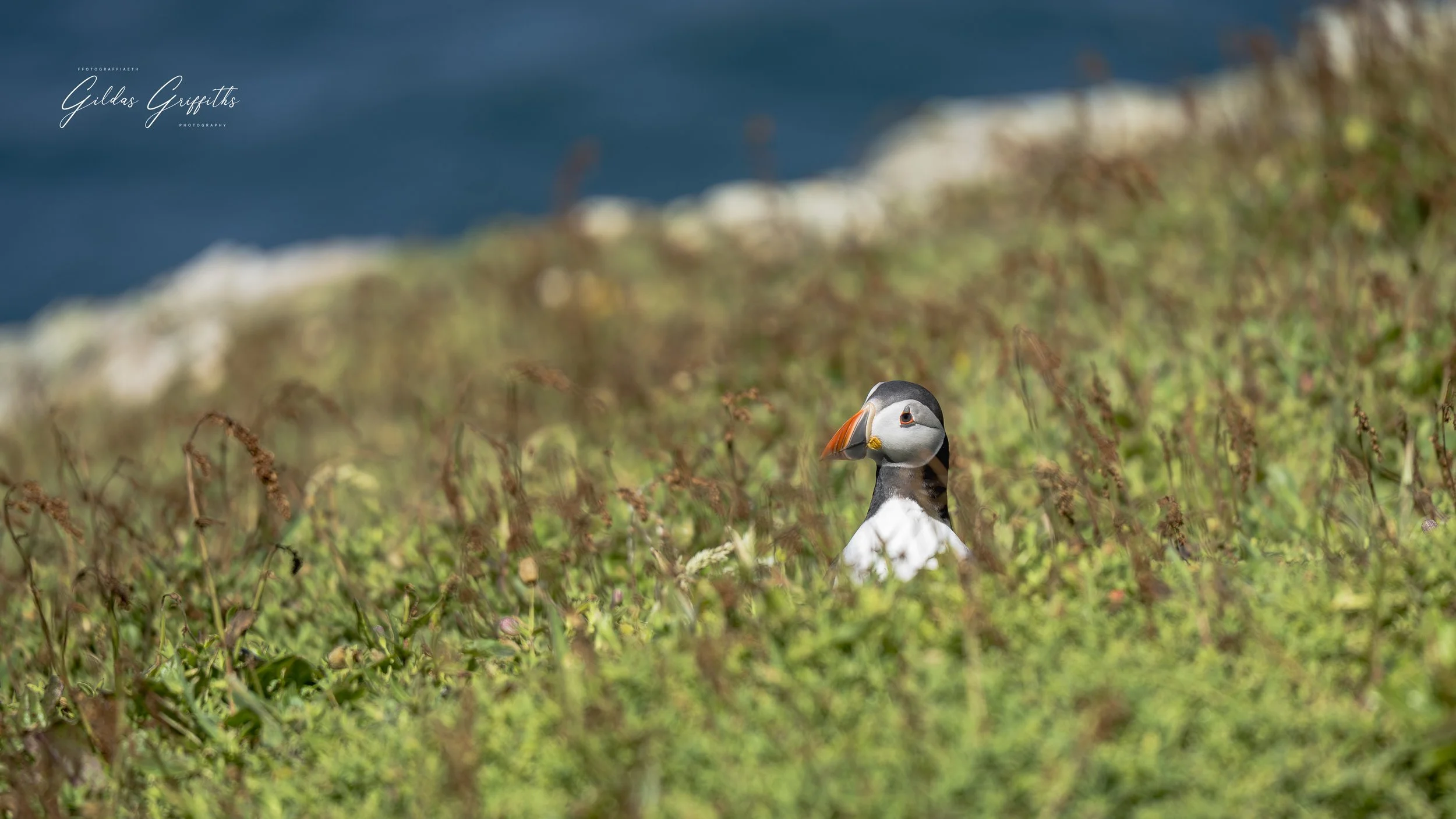 Puffins 5a.jpg
