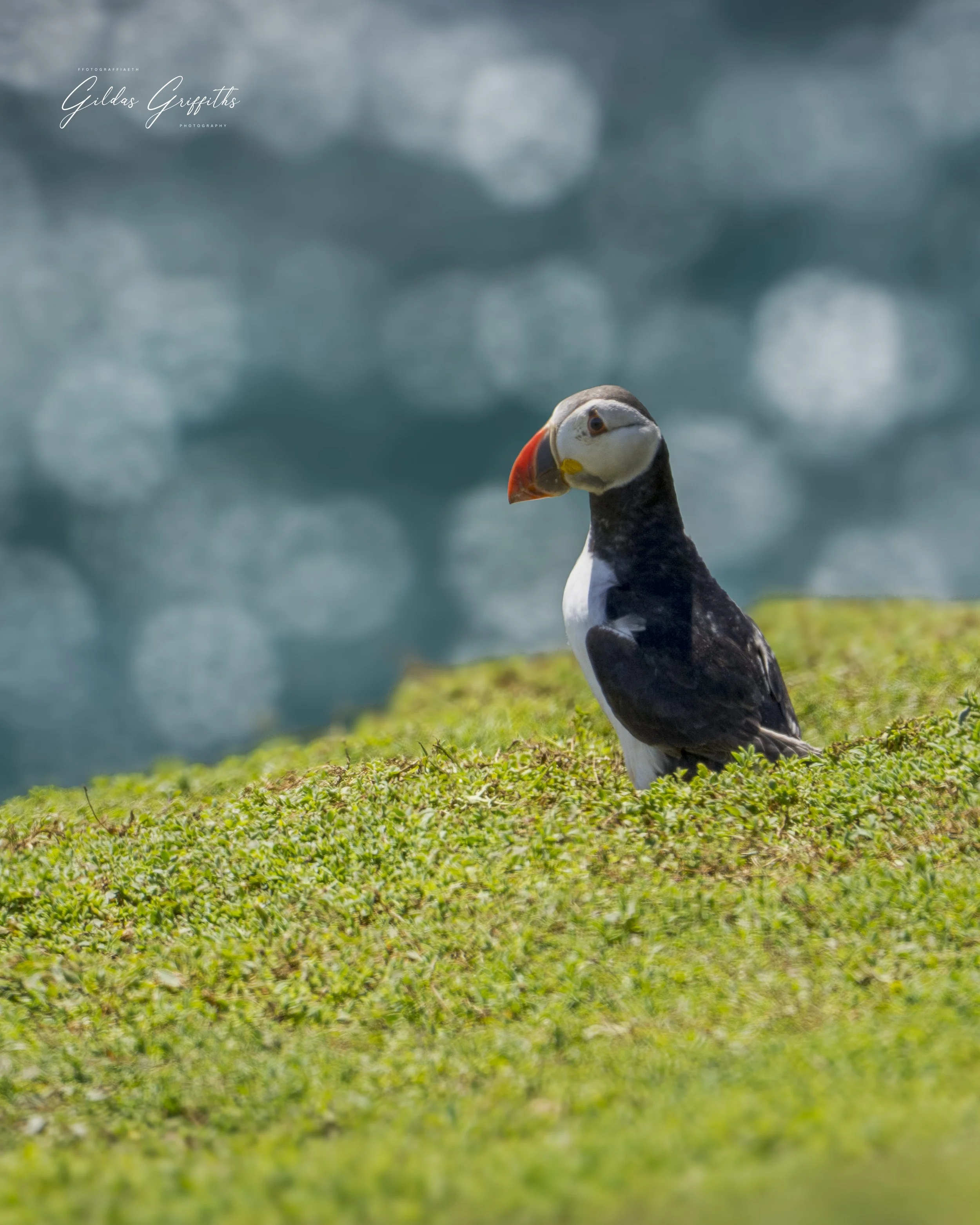 Puffins 13a.jpg
