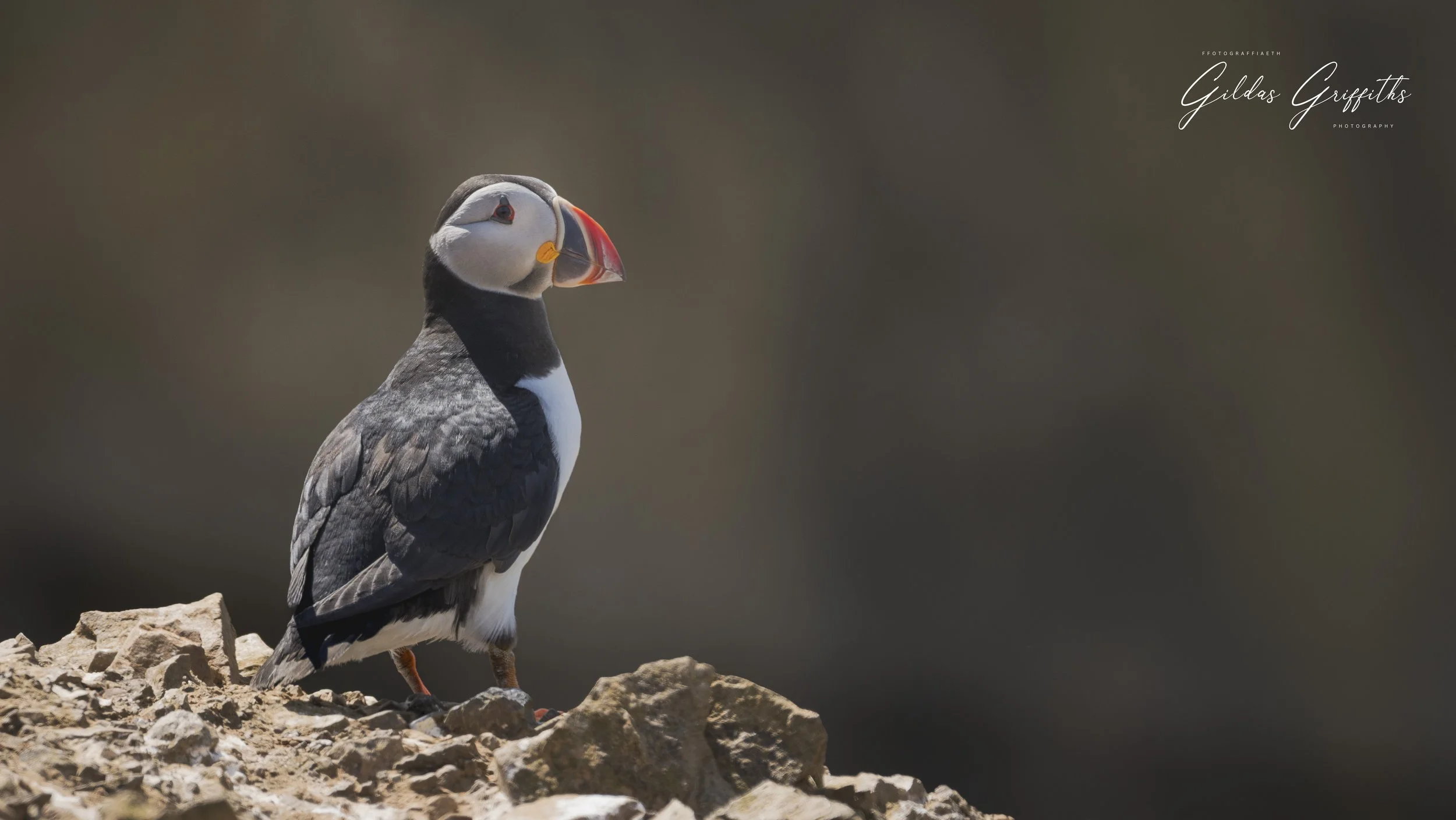 Puffins 9a.jpg