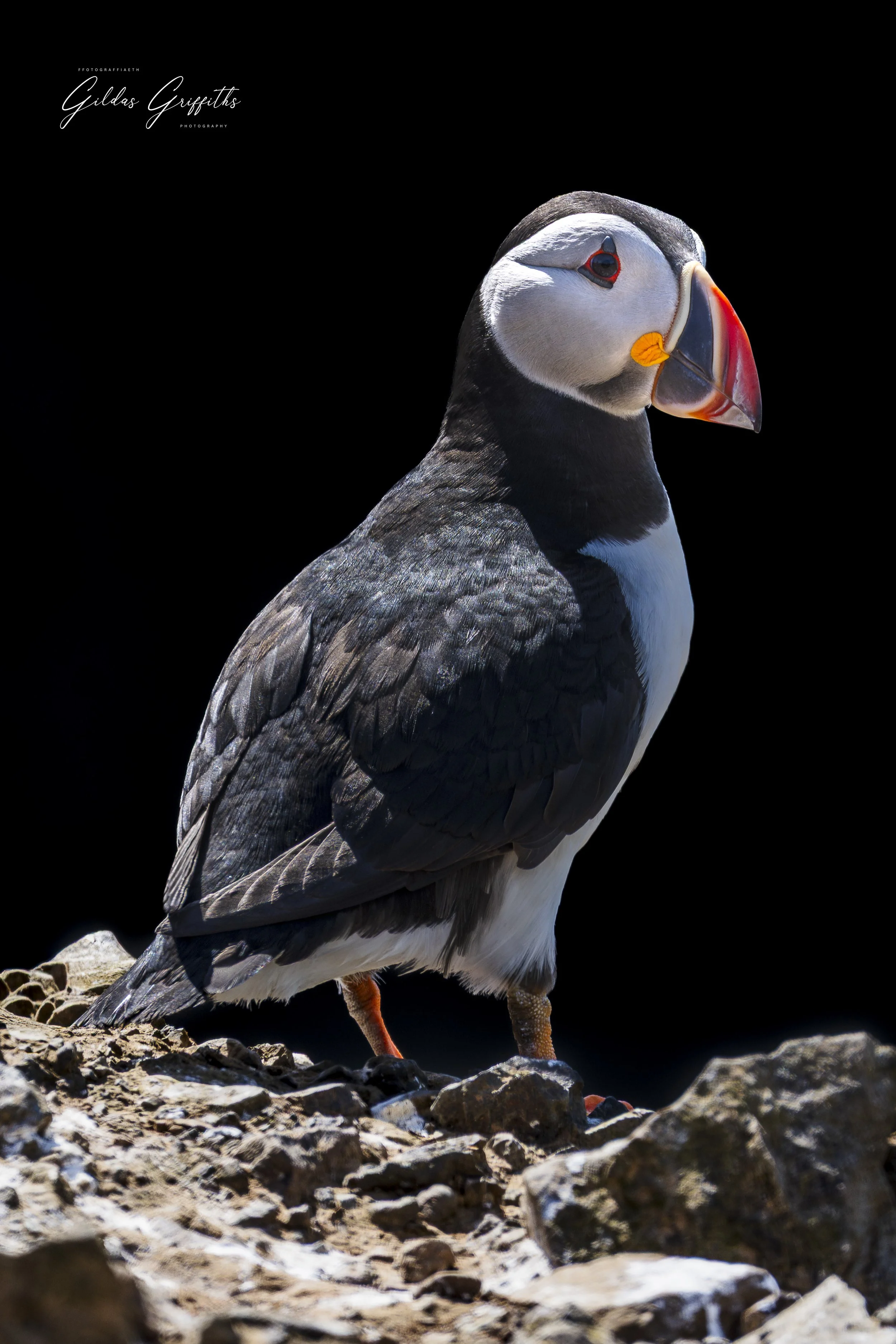 Puffin P GG.jpg