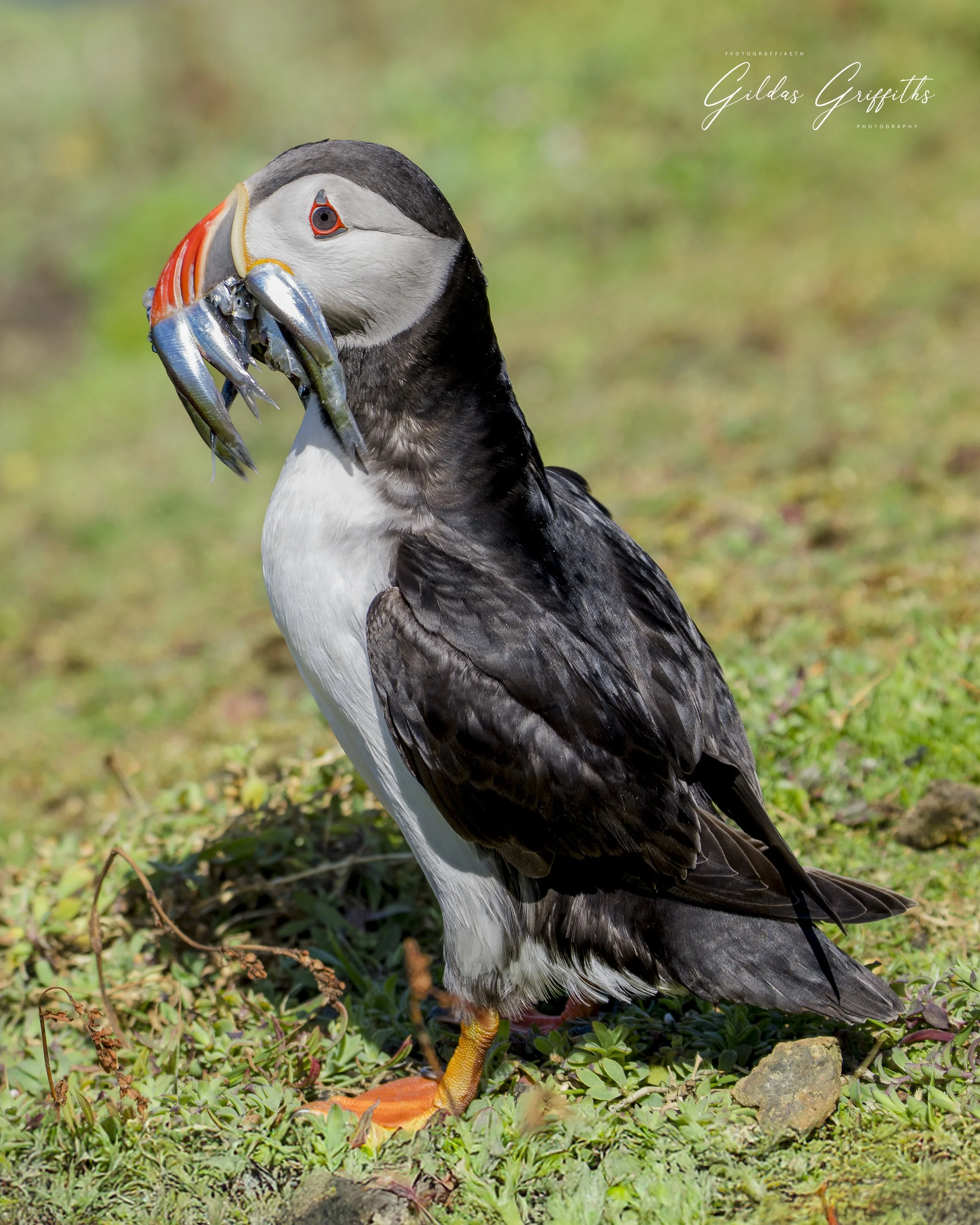 Puffins 10a.jpg