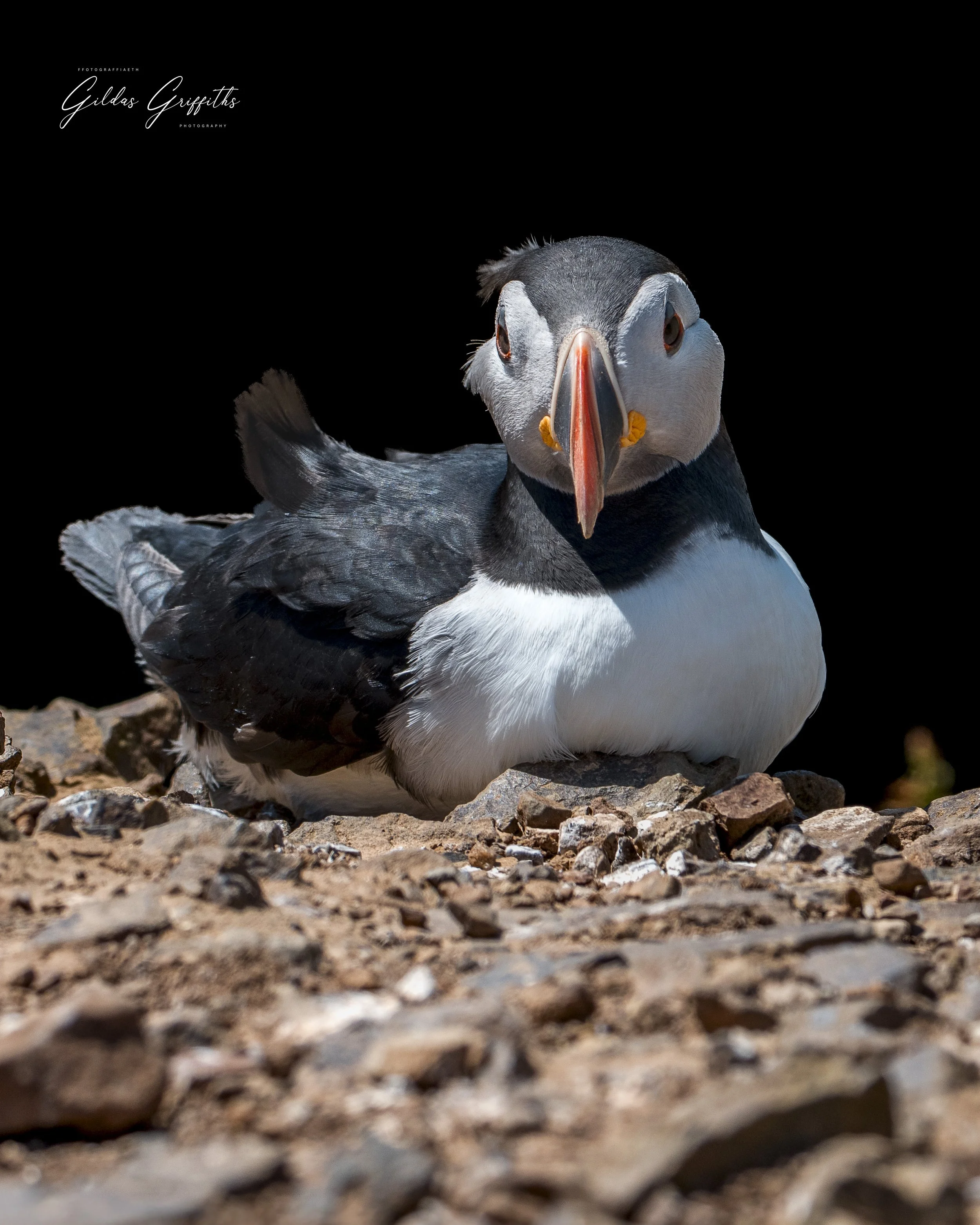 Puffins 12a.jpg