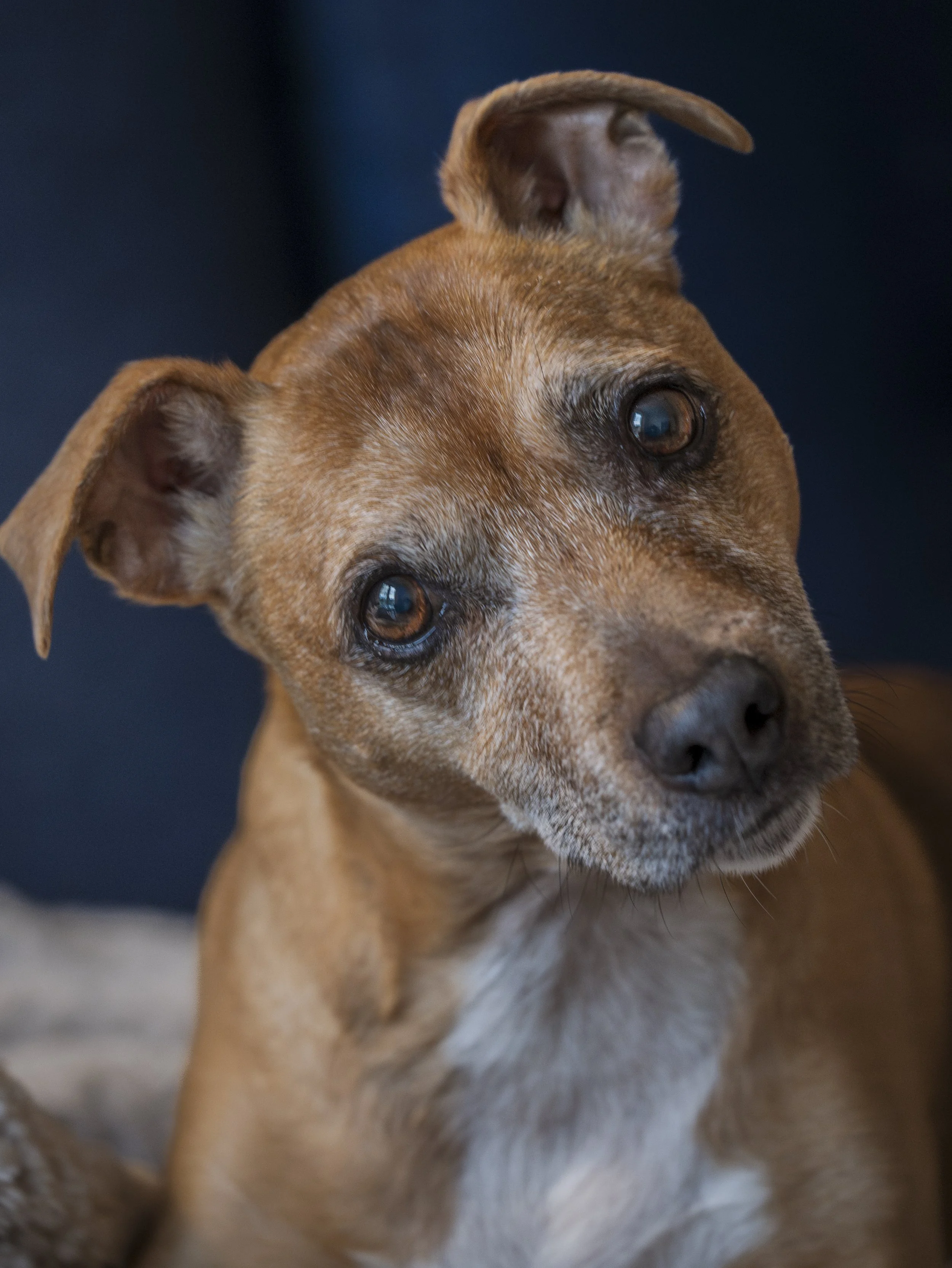 Pet Portrait 1.jpg