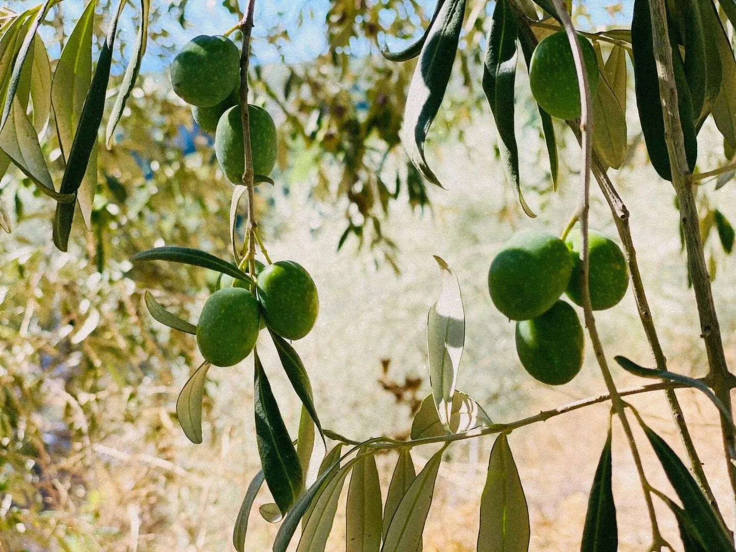 Unsere Oliven reifen und gedeihen, bald ist wieder Erntezeit! 🌿