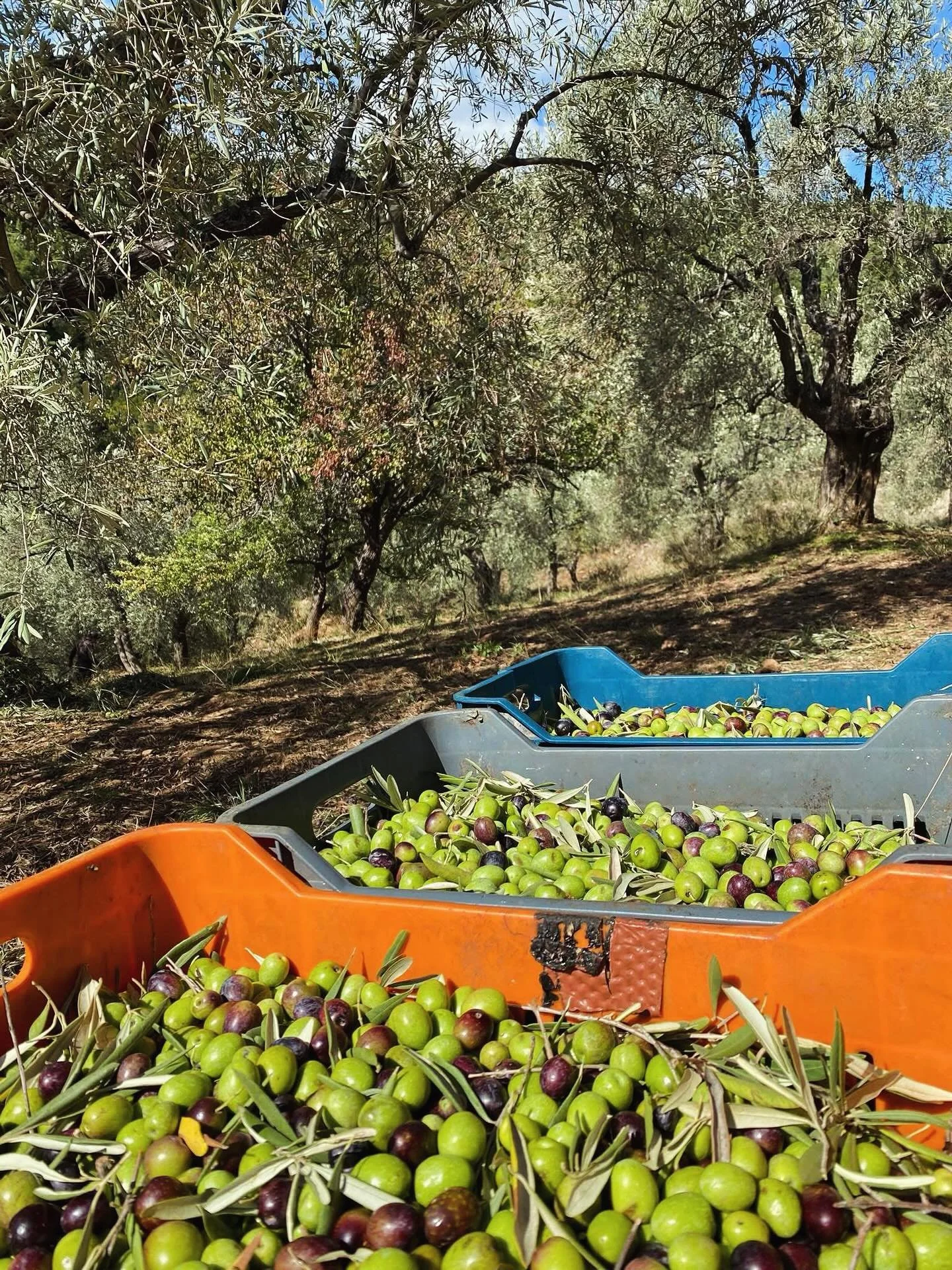 Olive season at Pelion 🌿🇬🇷