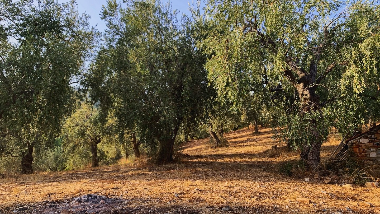 Everything&lsquo;s still romantic, right? 🌿🌾