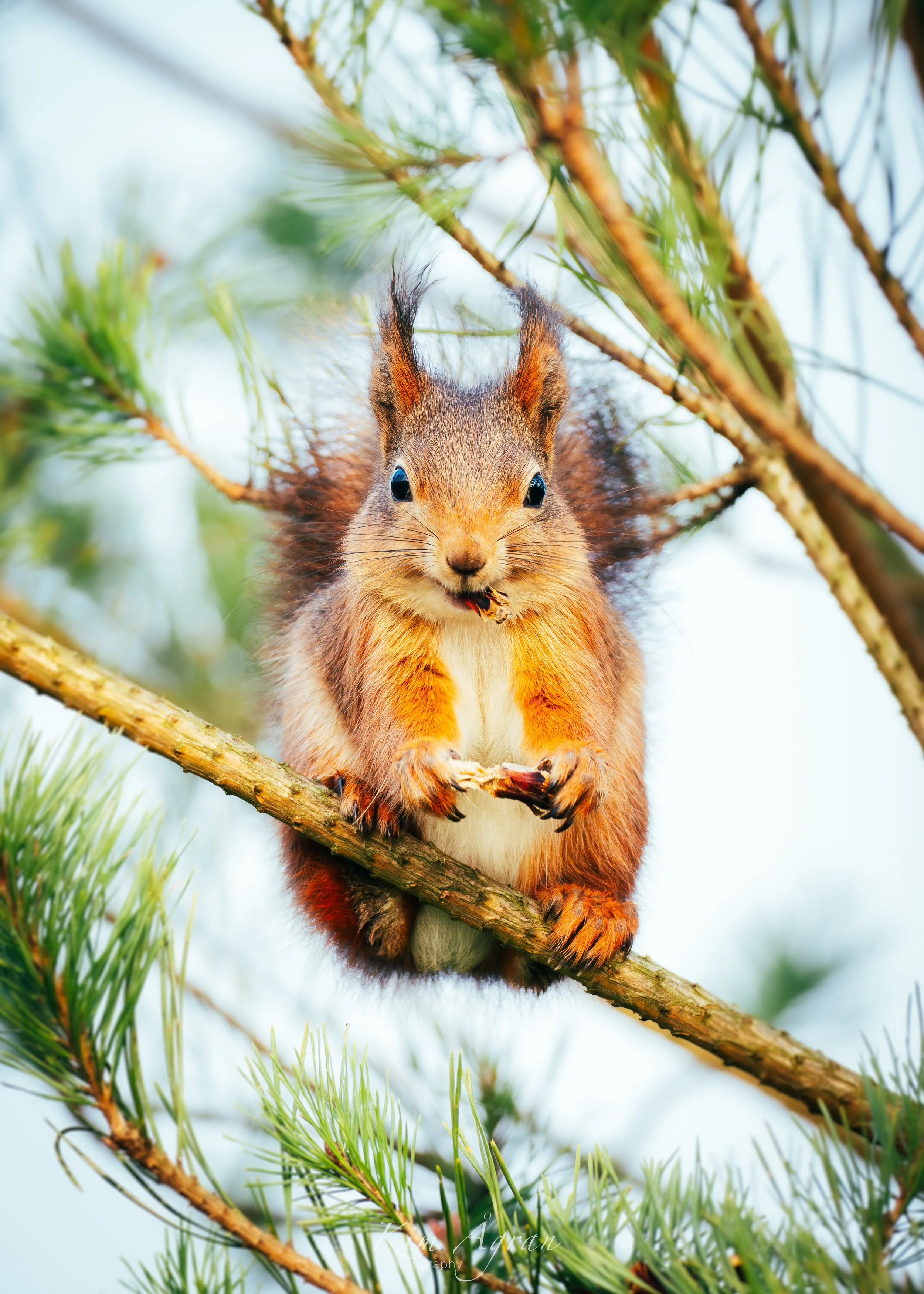 Critters & plus sized pals