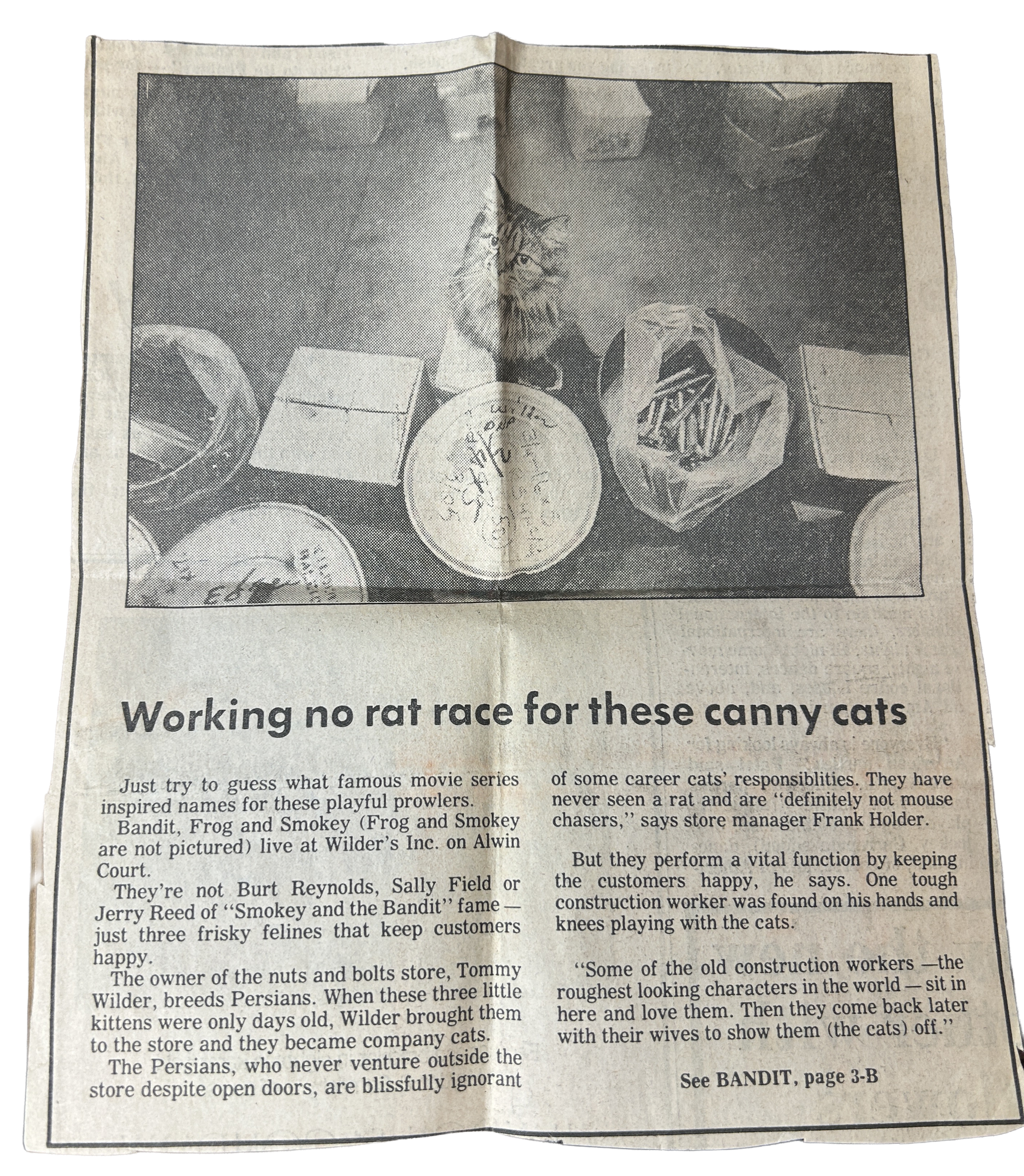 "Working no rat race for these canny cats"