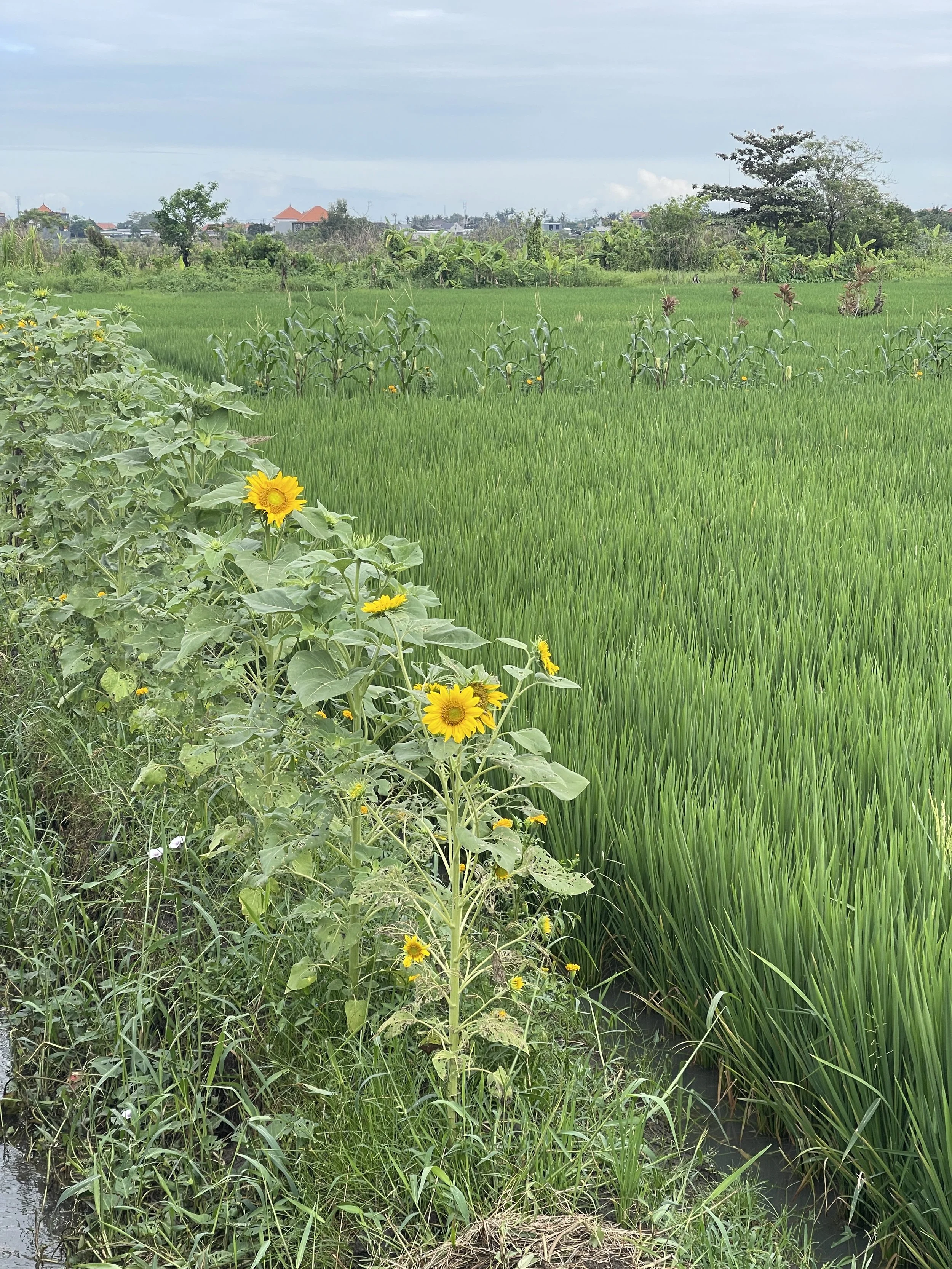 laurahealingcentrericefieldsJPG.JPG