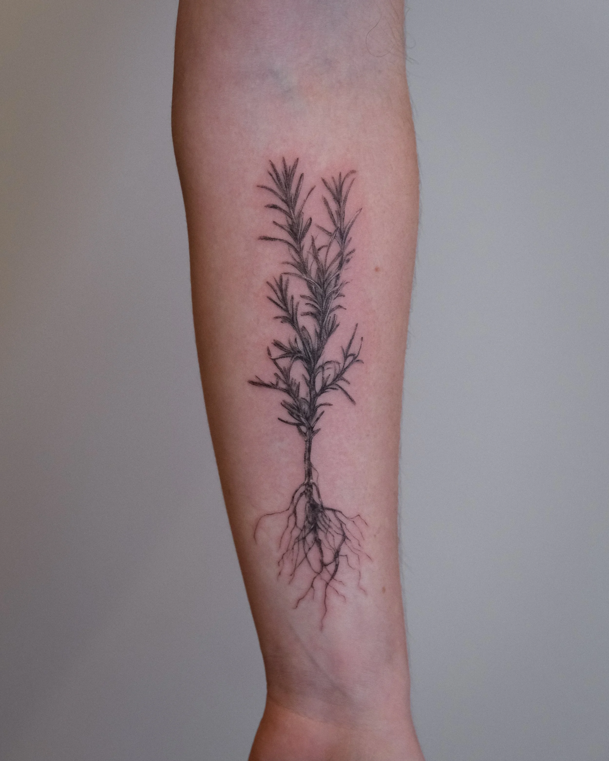 Rosemary Spring (2025)