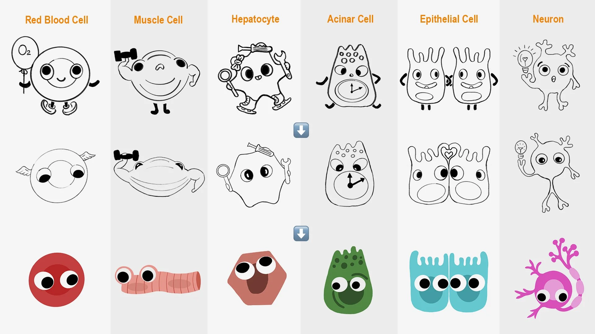2026-05-Peng-Portfolio-STEMCELL-Cell-Fate-Character-Pins-Web-Image15-1920x1080.jpg