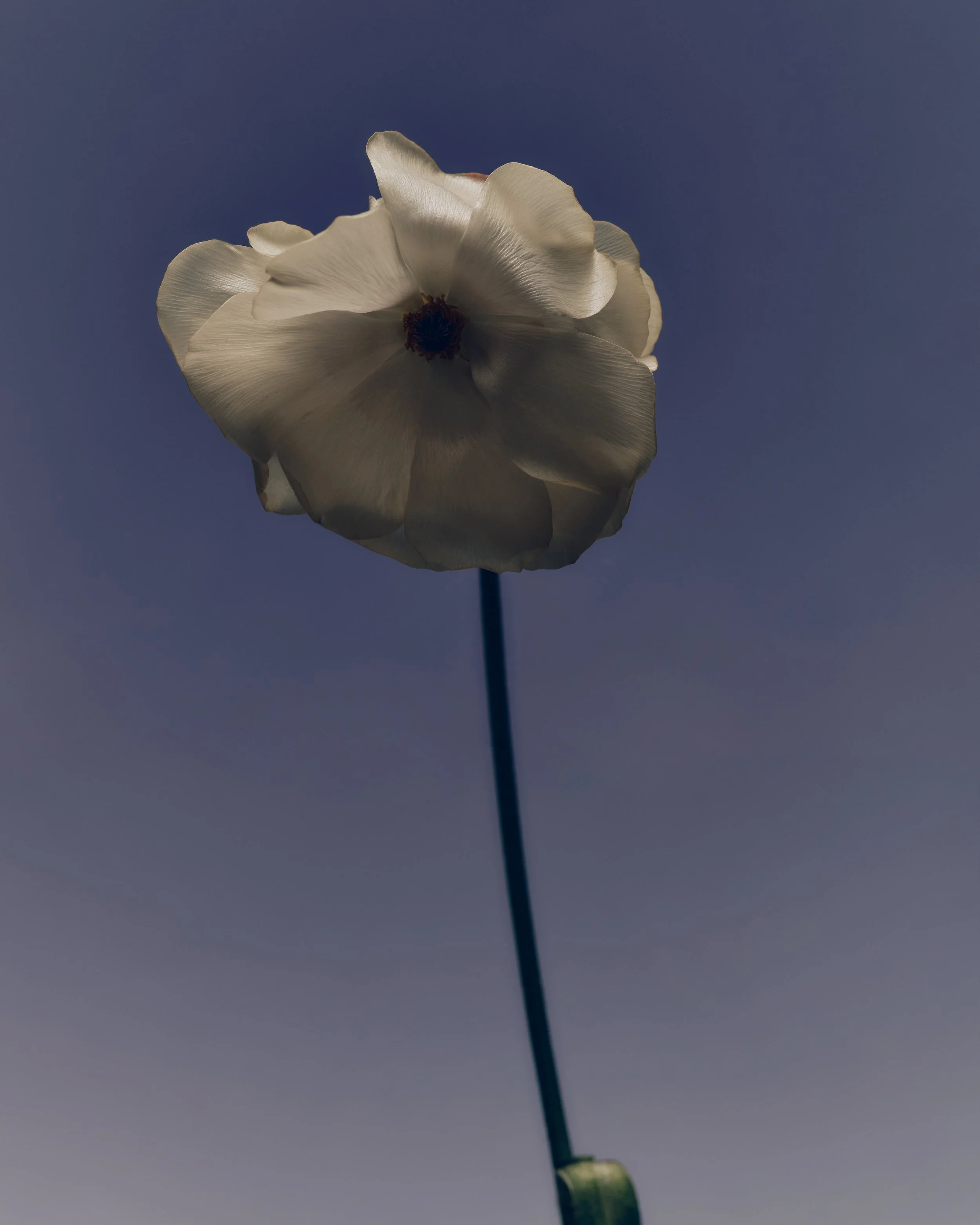 Close-up of a single white flower with delicate petals against a clear blue sky.