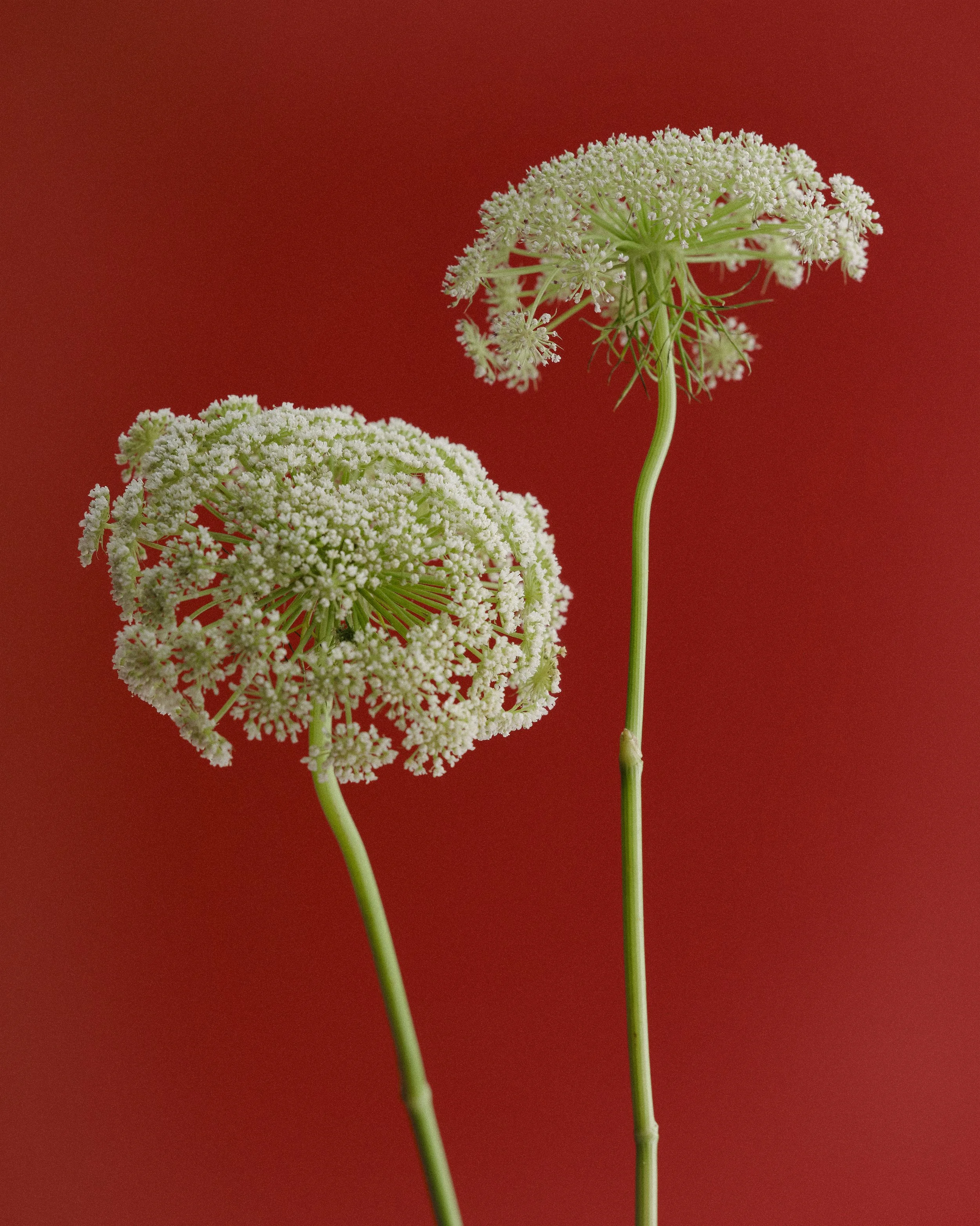 Two white flowering plants with umbrella-shaped flower clusters against a red background.