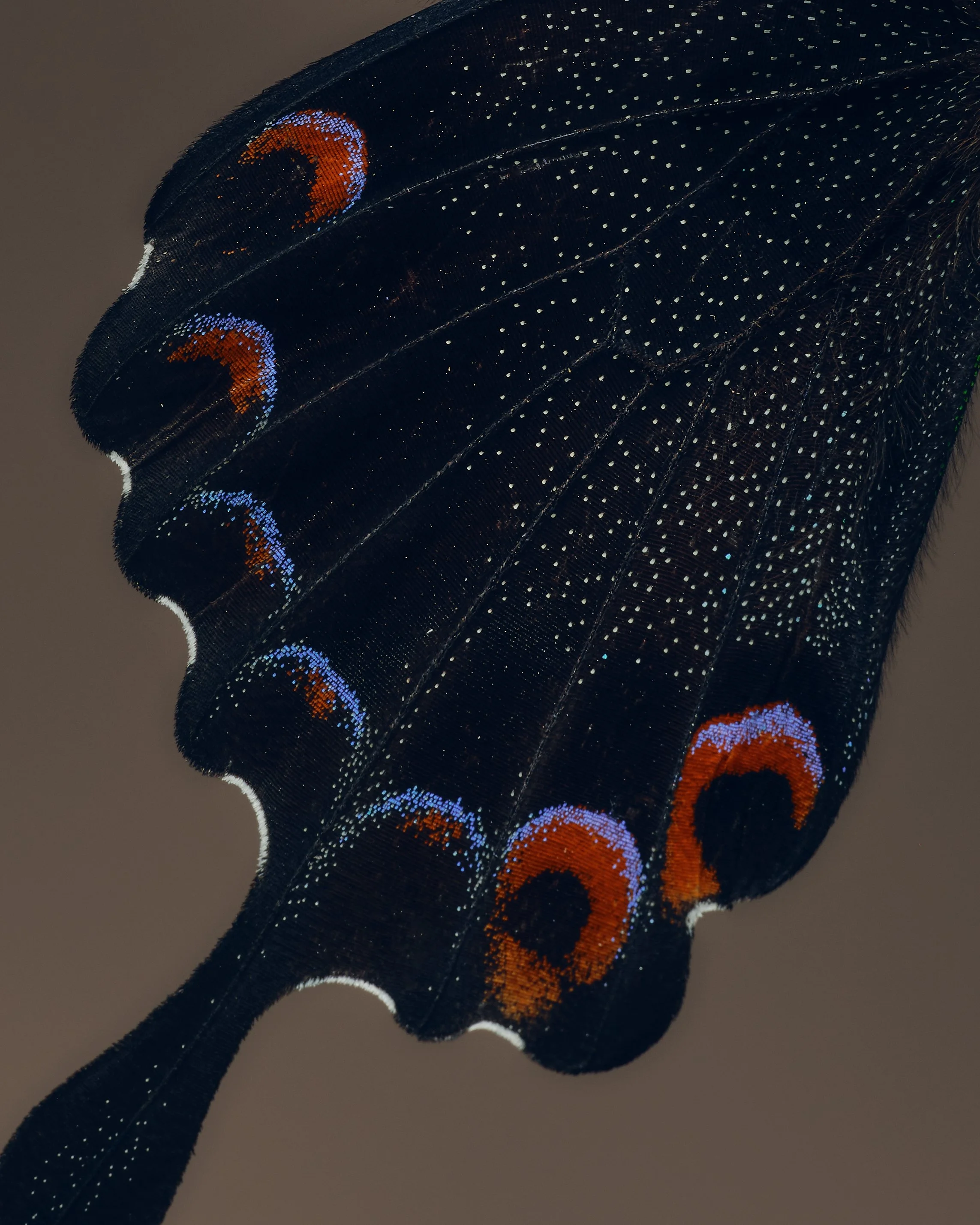 Close-up of a black butterfly wing with iridescent blue, orange, and white spots, showing detailed scales and intricate patterns.