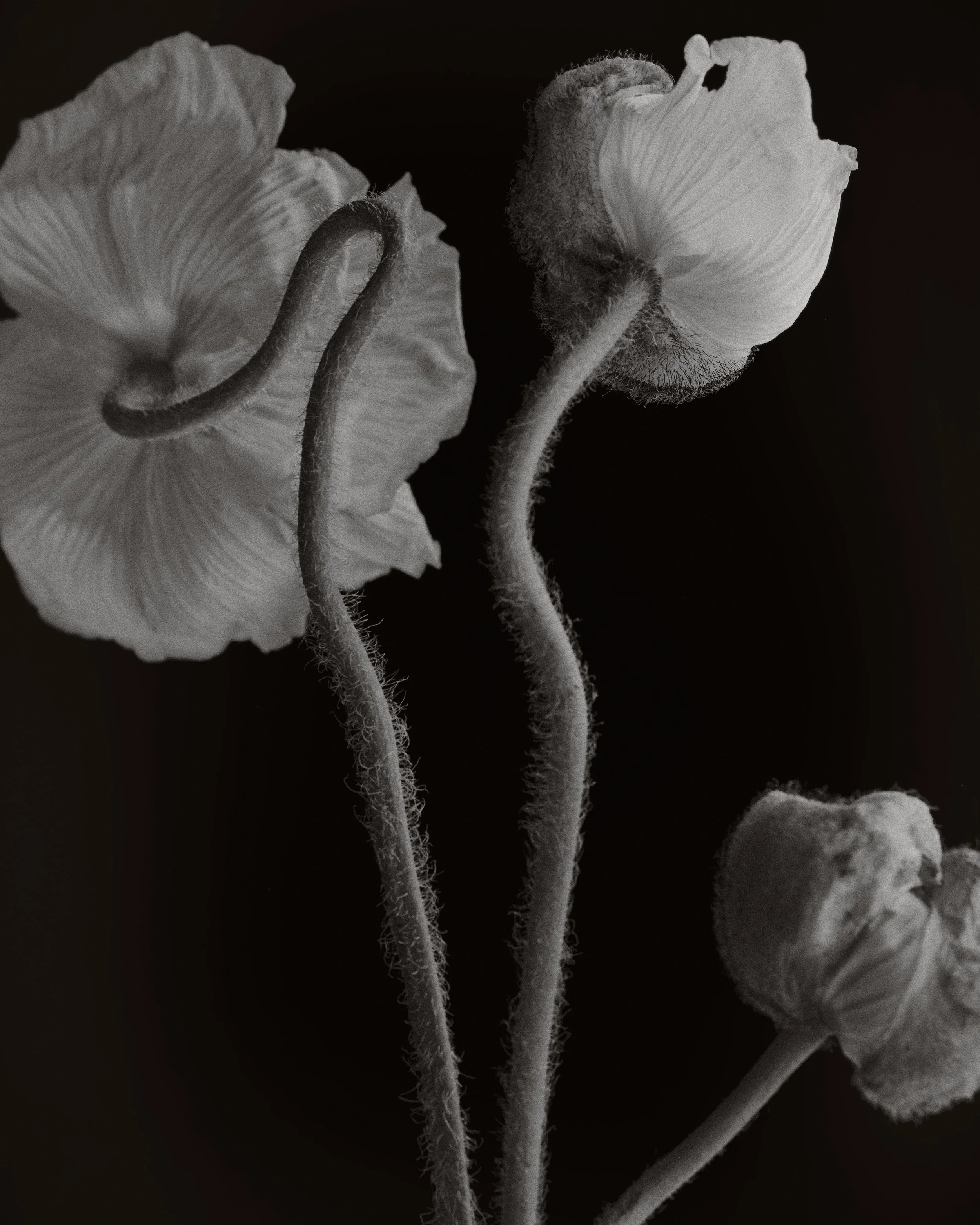Close-up of three dried, curled poppy flower buds with fuzzy stems against a black background.