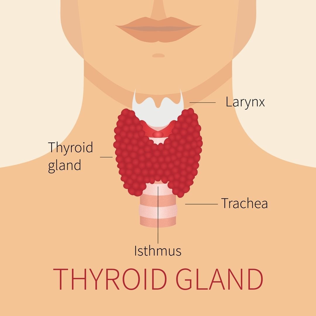 Dysfunction of the thyroid gland could contribute to anxiety