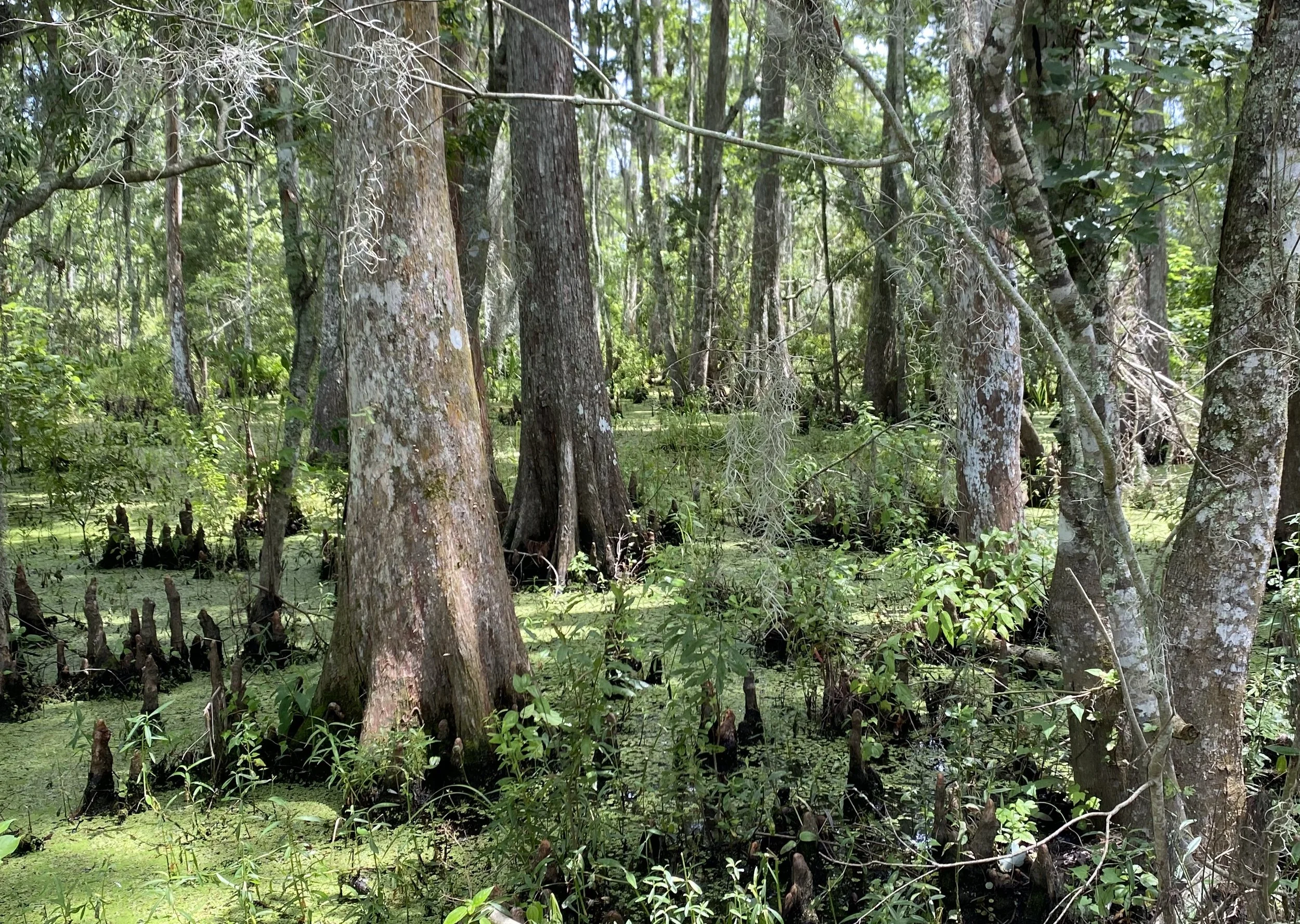 Bayou_tour.jpg