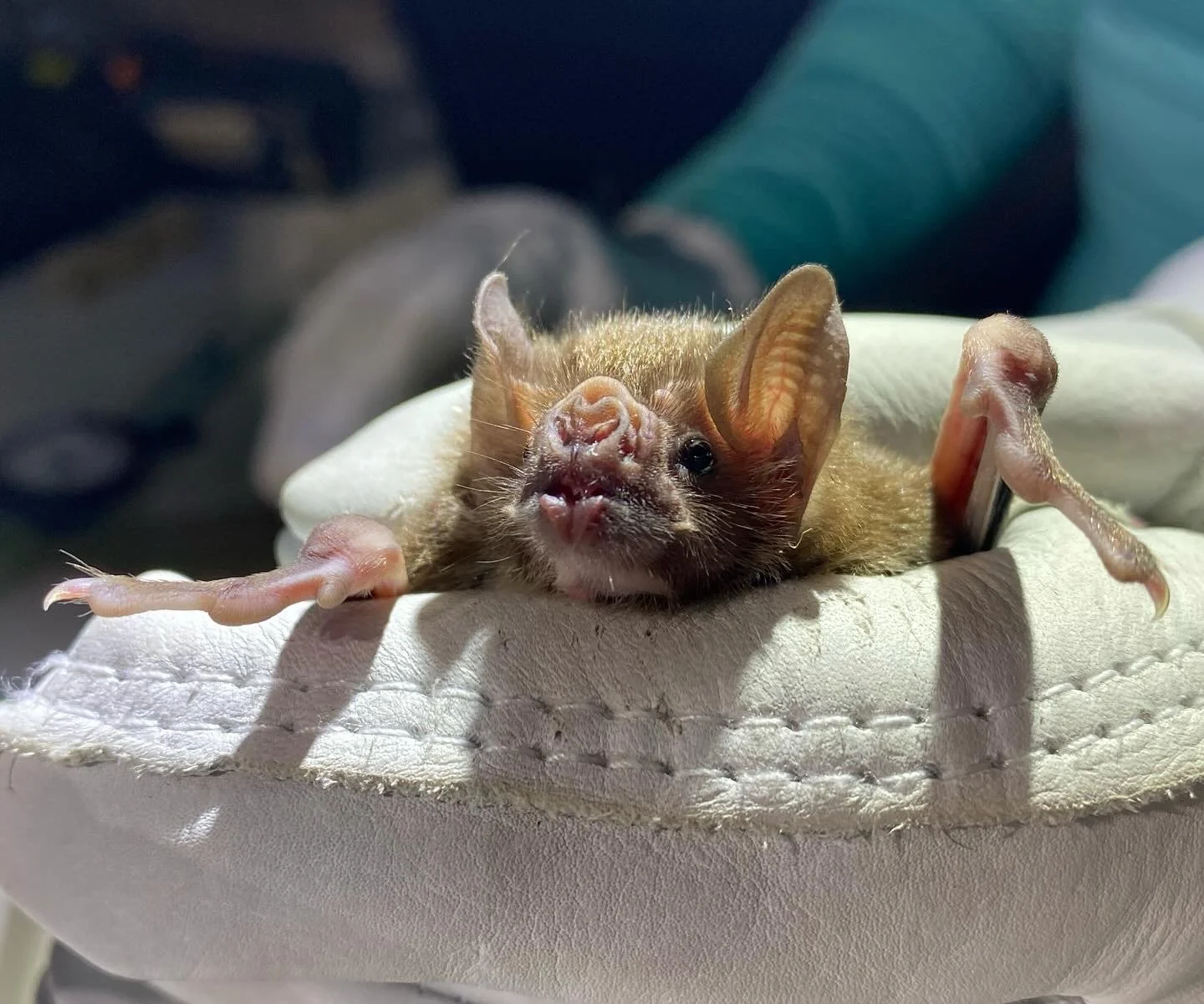 VampBat-beautyshot.jpg