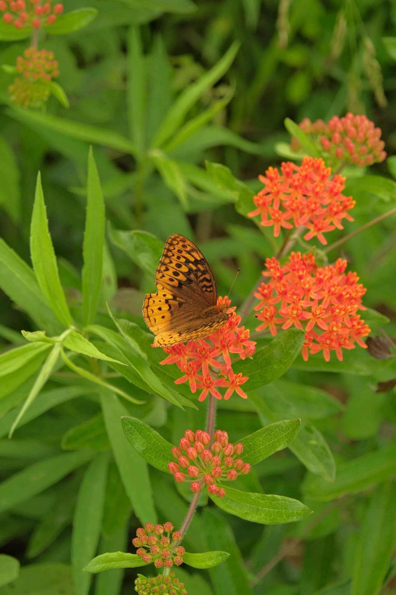 Monarch on Milkweed.jpg