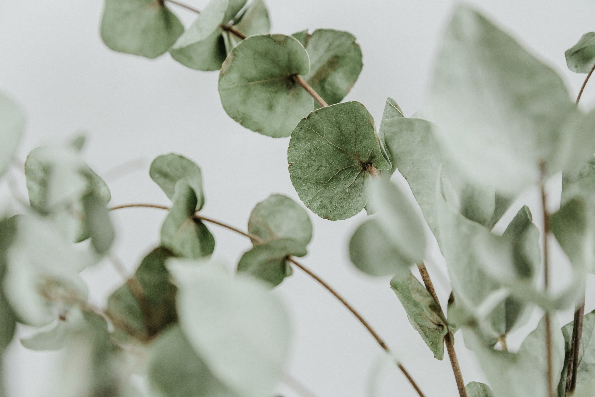 DIY Botanical Paper Leaves // Homeology - Pure Sweet Joy