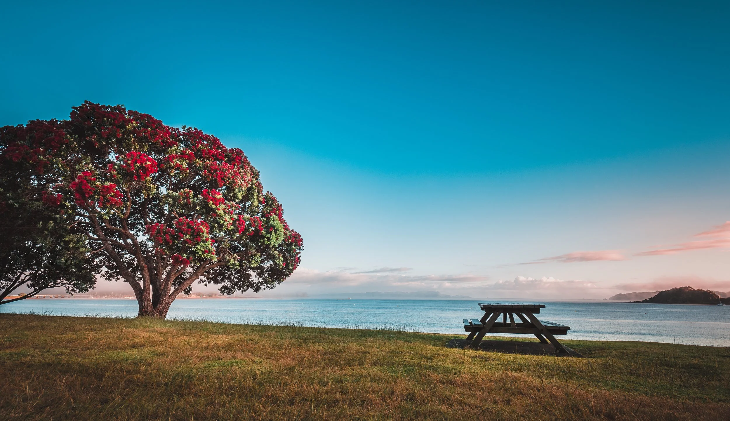 Tree 1.jpg