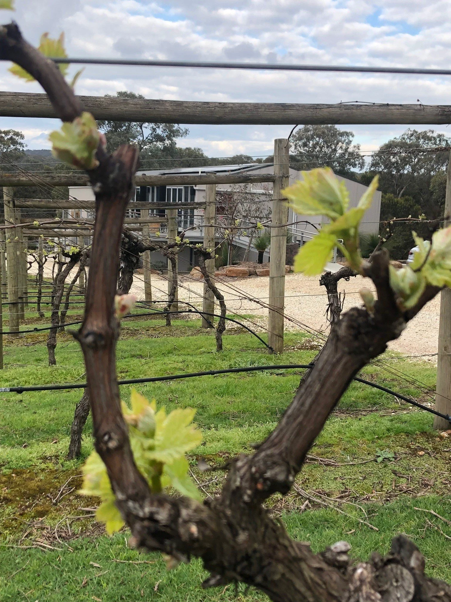 Spring in the vinyard.jpg