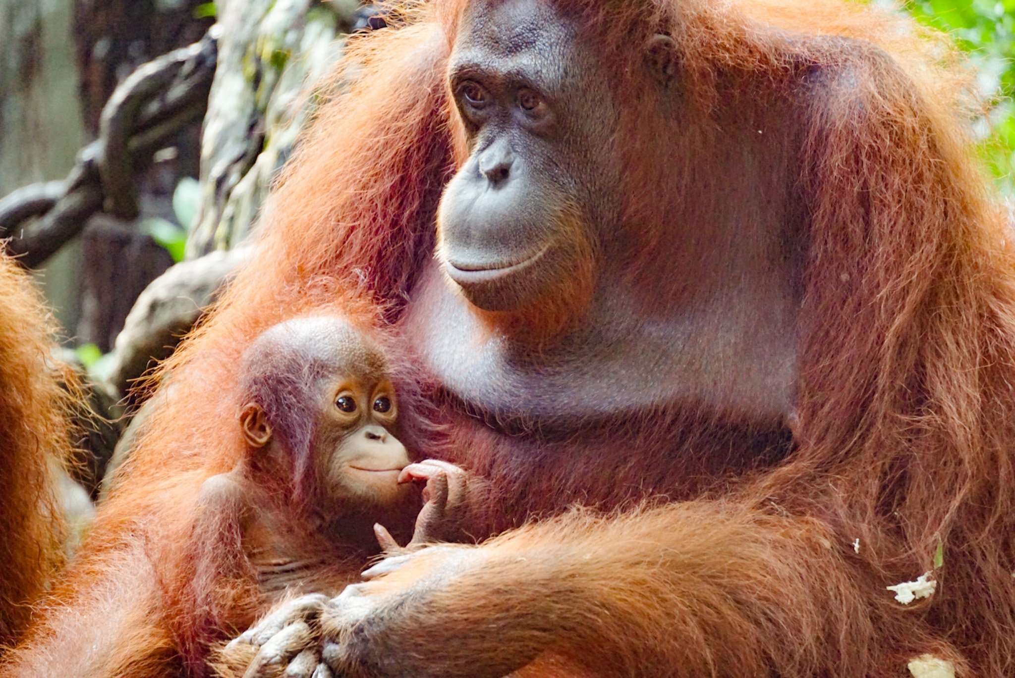 Mum and baby orangutan