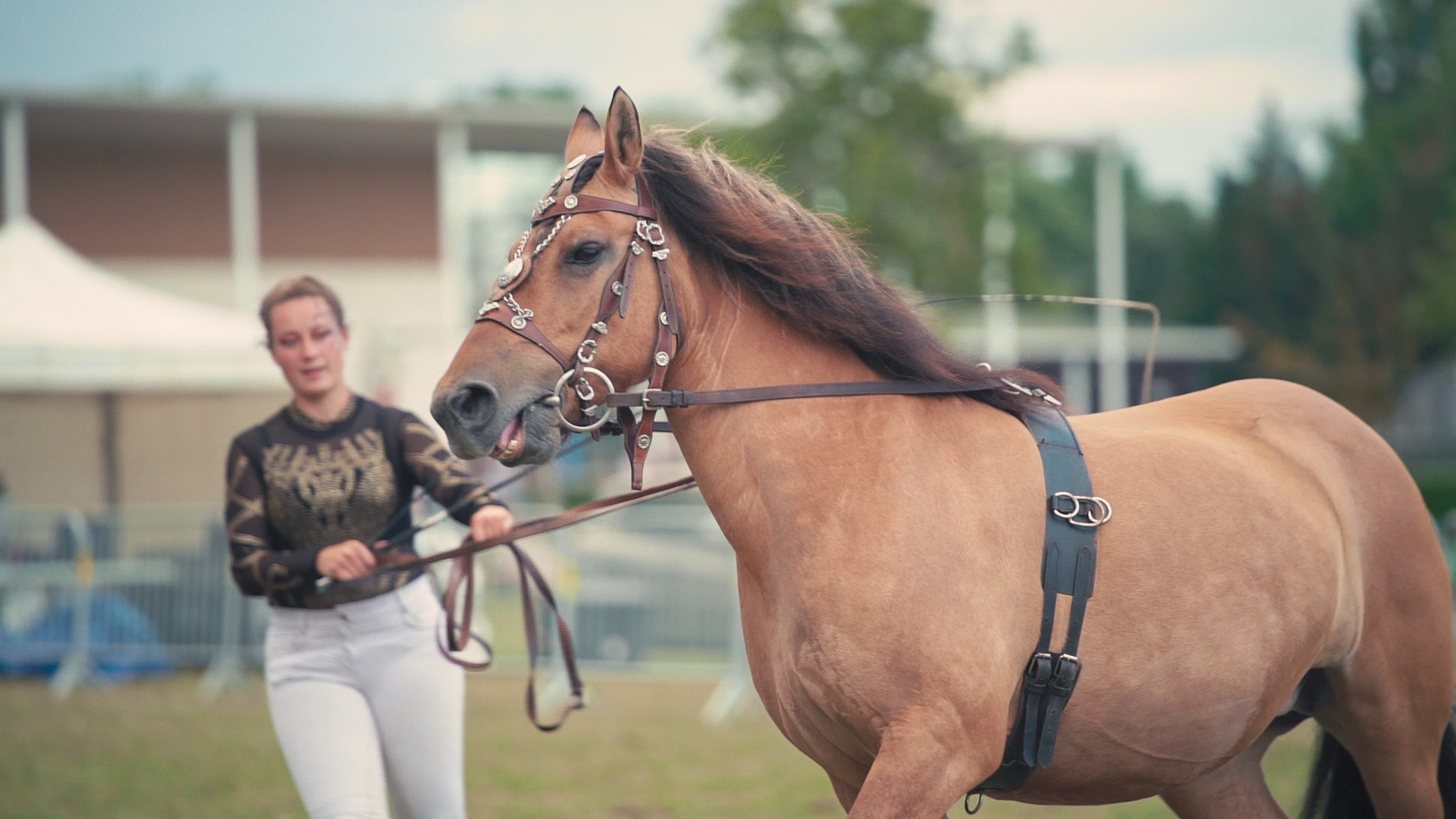 Photo d'un cheval de voltige