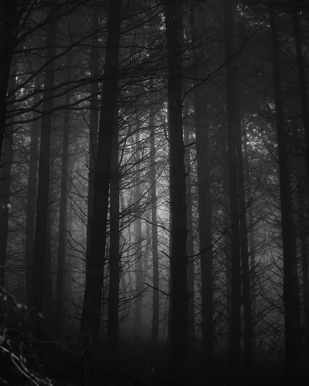 🌲
#pic #forestlovers #forestphotography #montsdulyonnaistourisme #courzieu