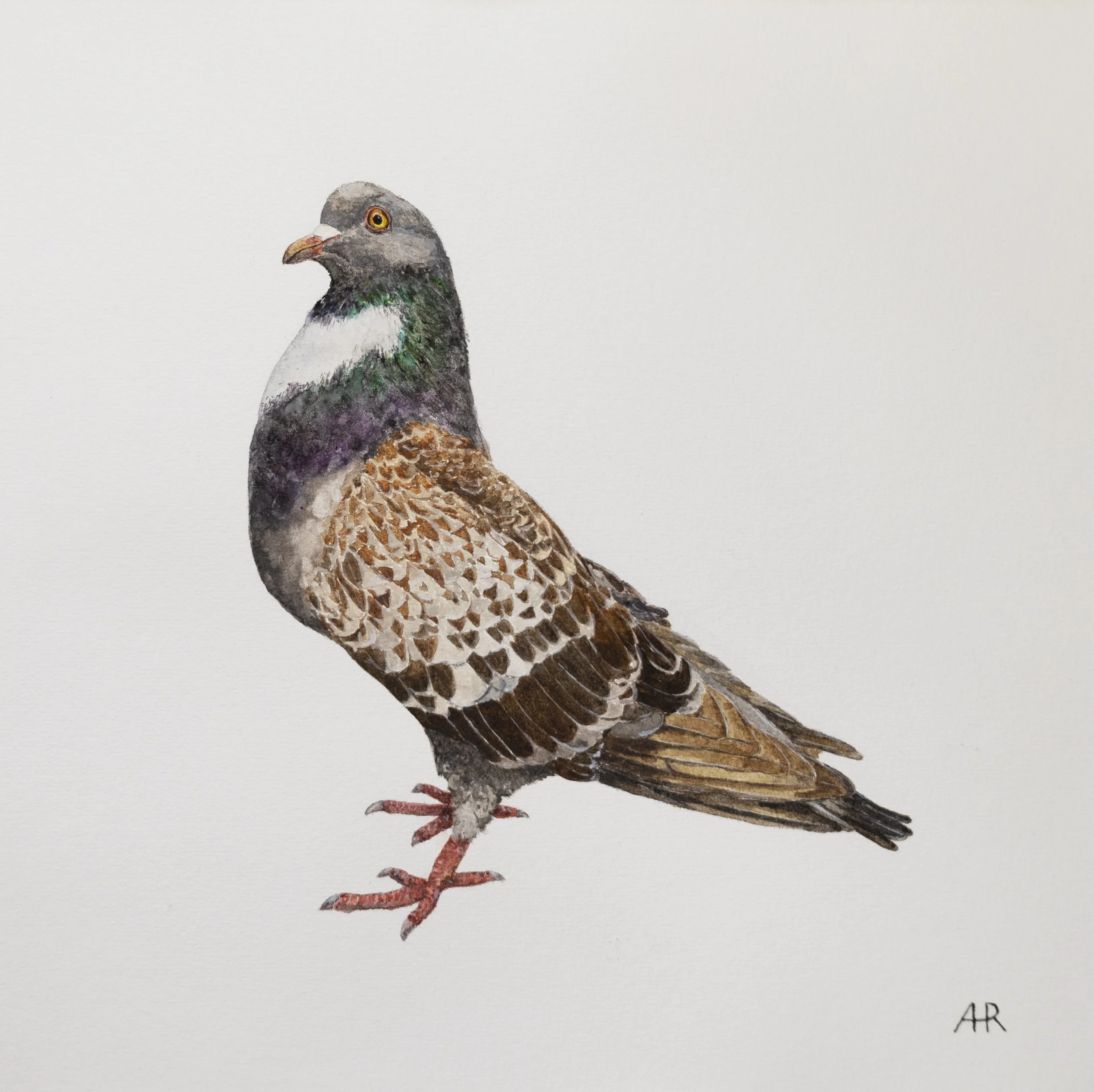 Pigeon One