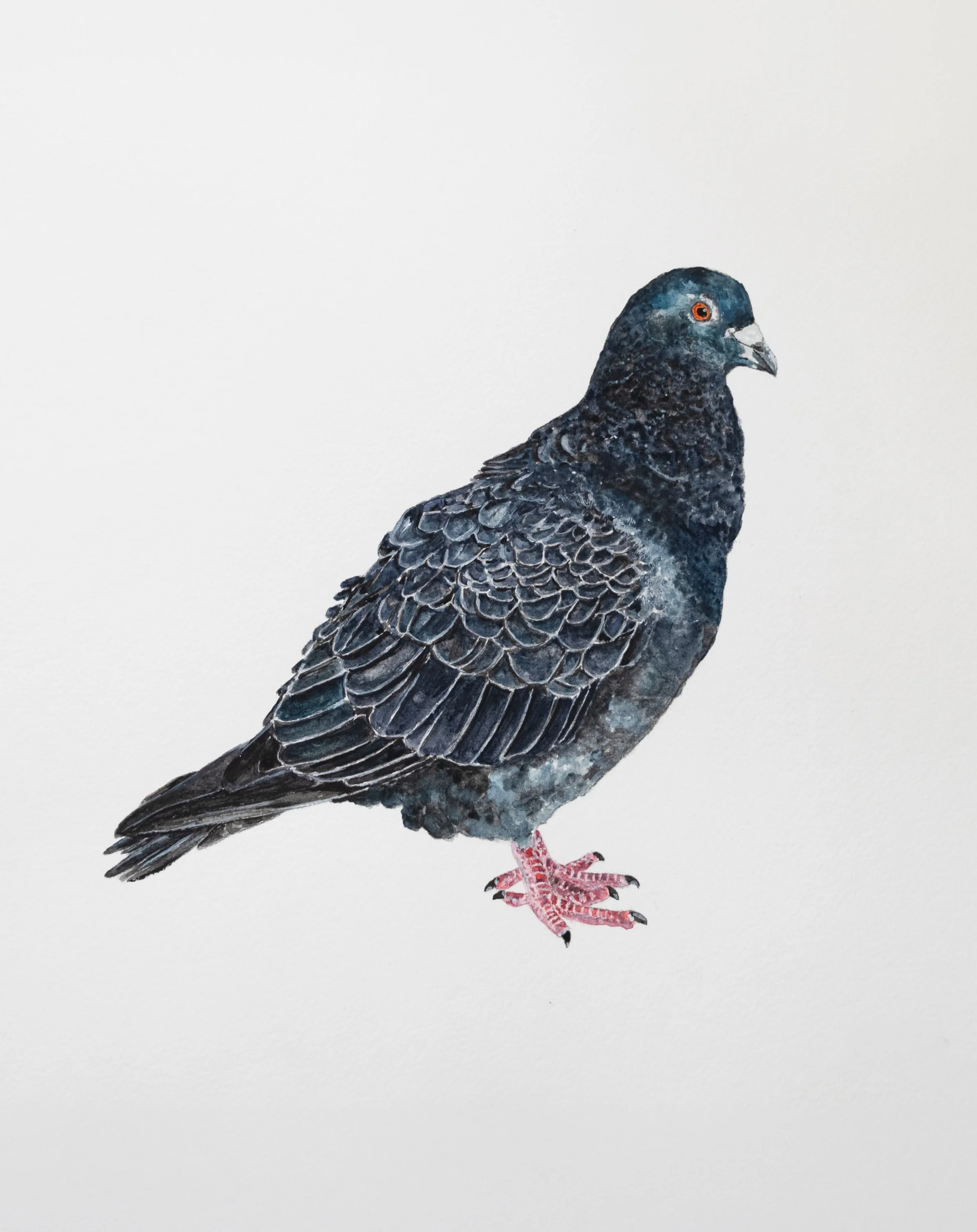 Pigeon Two