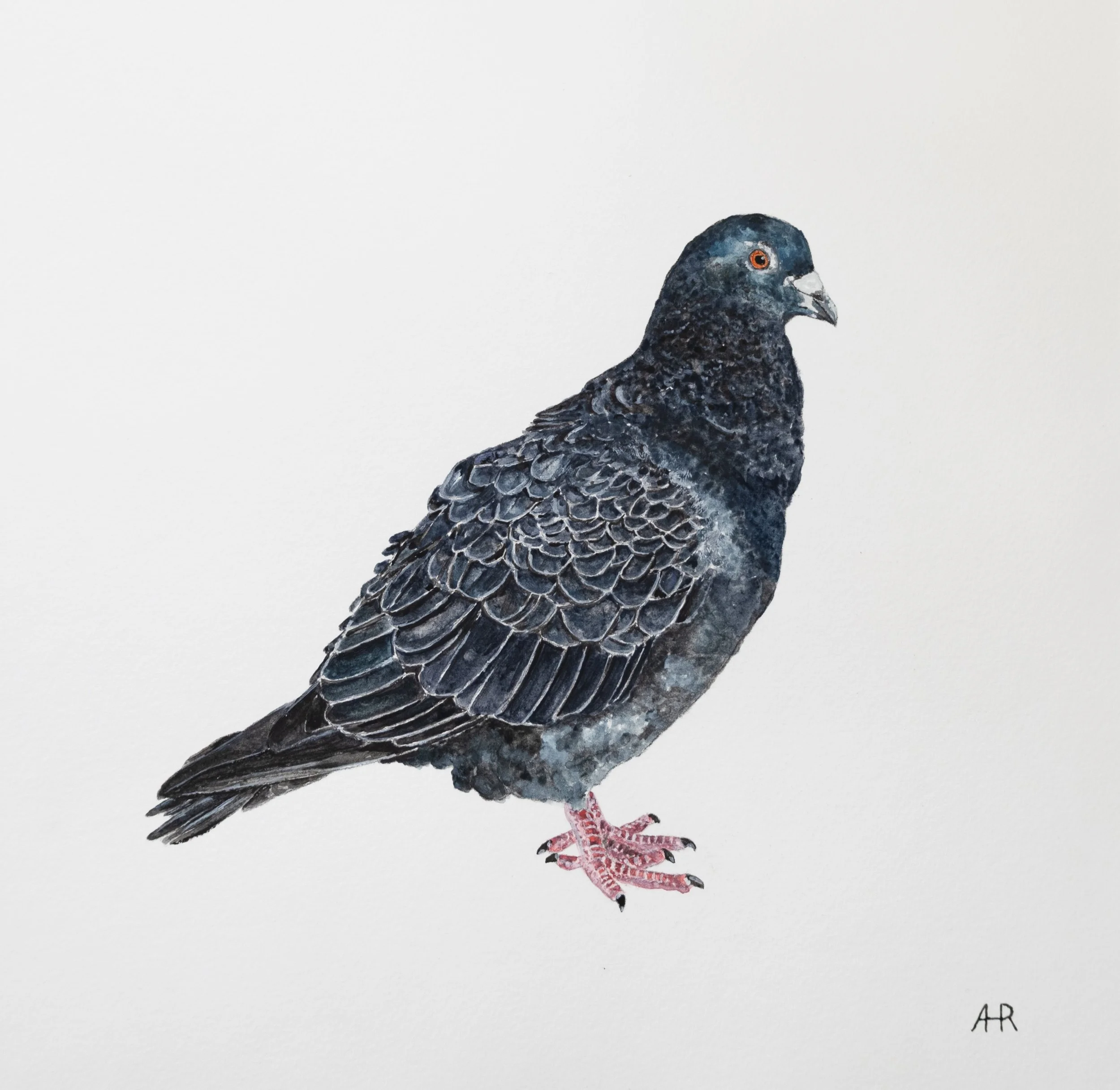 Pigeon, two- watercolour, 30cm x 30cm.JPEG