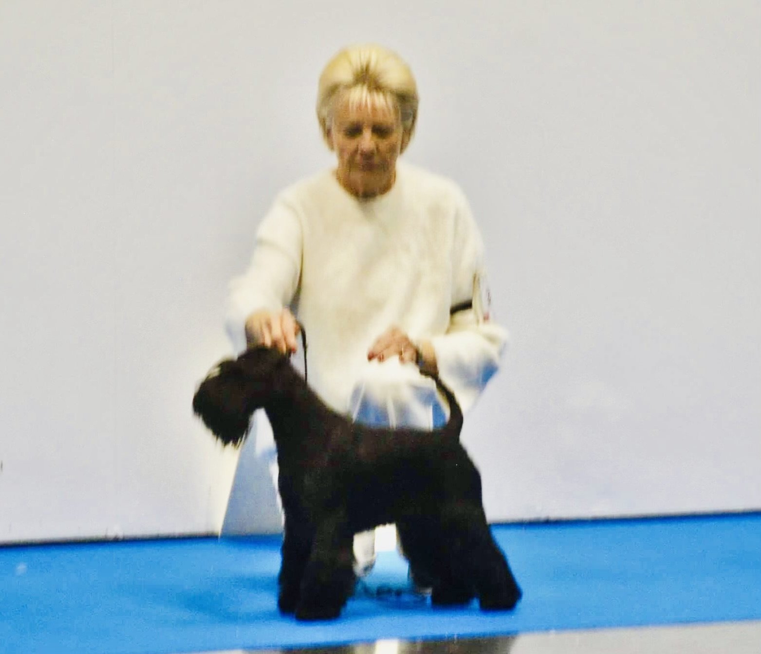 Steadlyn Kinda Special-N CIB-junior, SE, NO, DK -CH, Nordic - CH