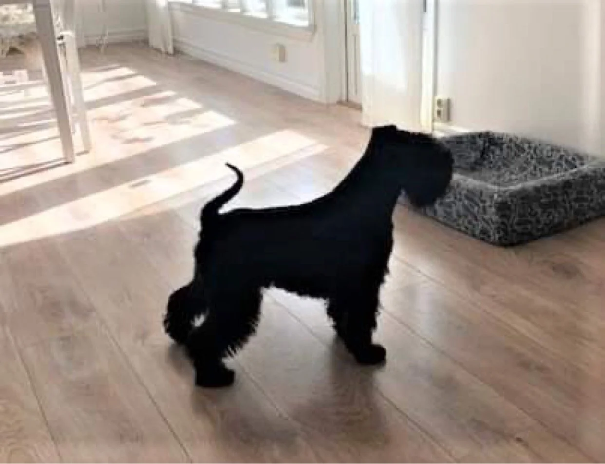 Pepalfas That’s My Tiger CIB SE, NO, DK -CH