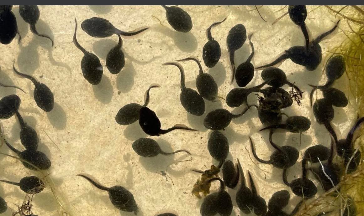 Thousands of tadpoles have hatched in the pool. If you think you can give a few of them a good home, bring a container and come and collect them tomorrow morning. 10-12am.