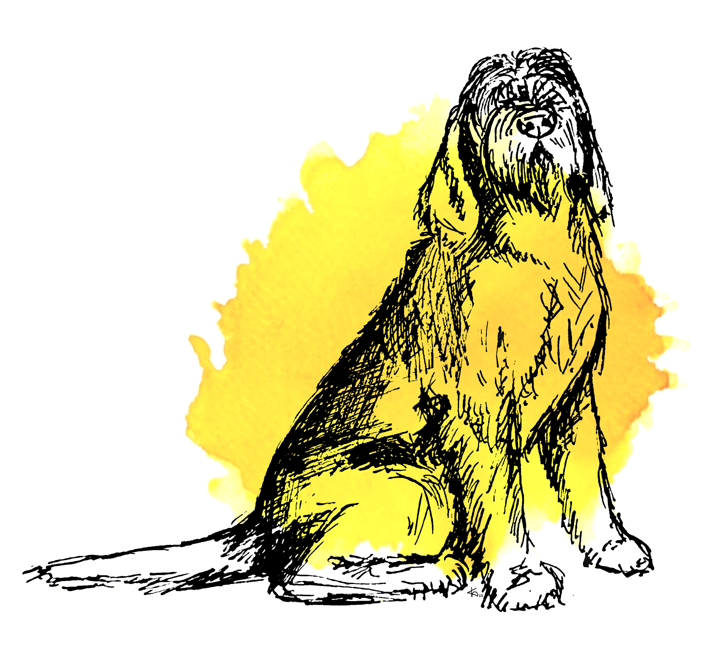 Spinone2 (1).png