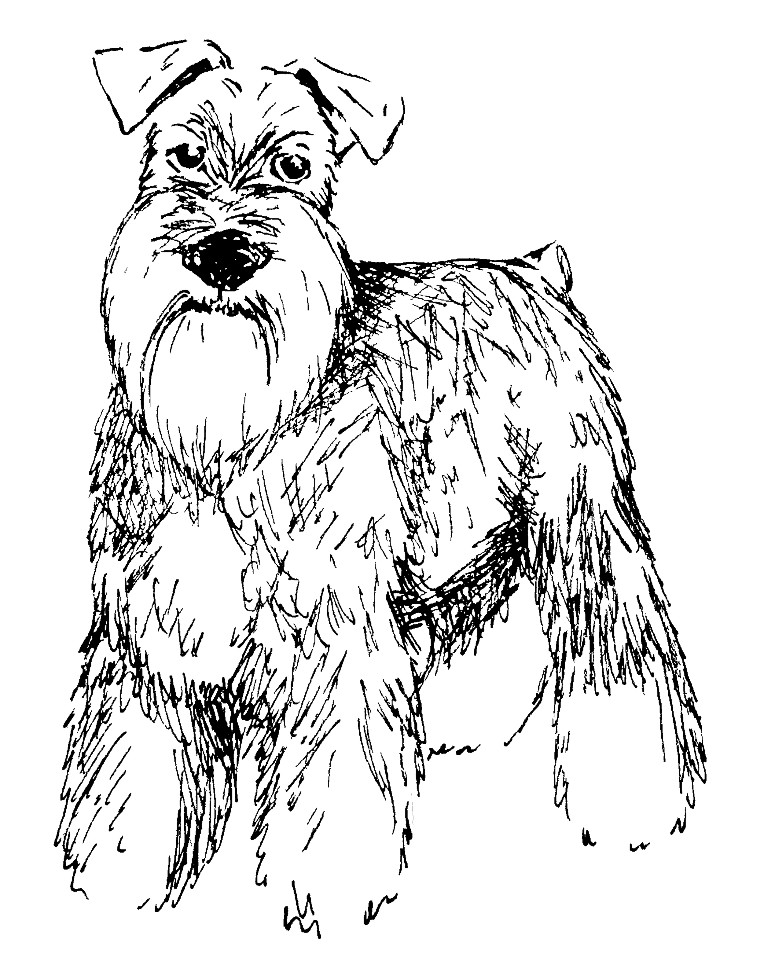 schnauzer.png