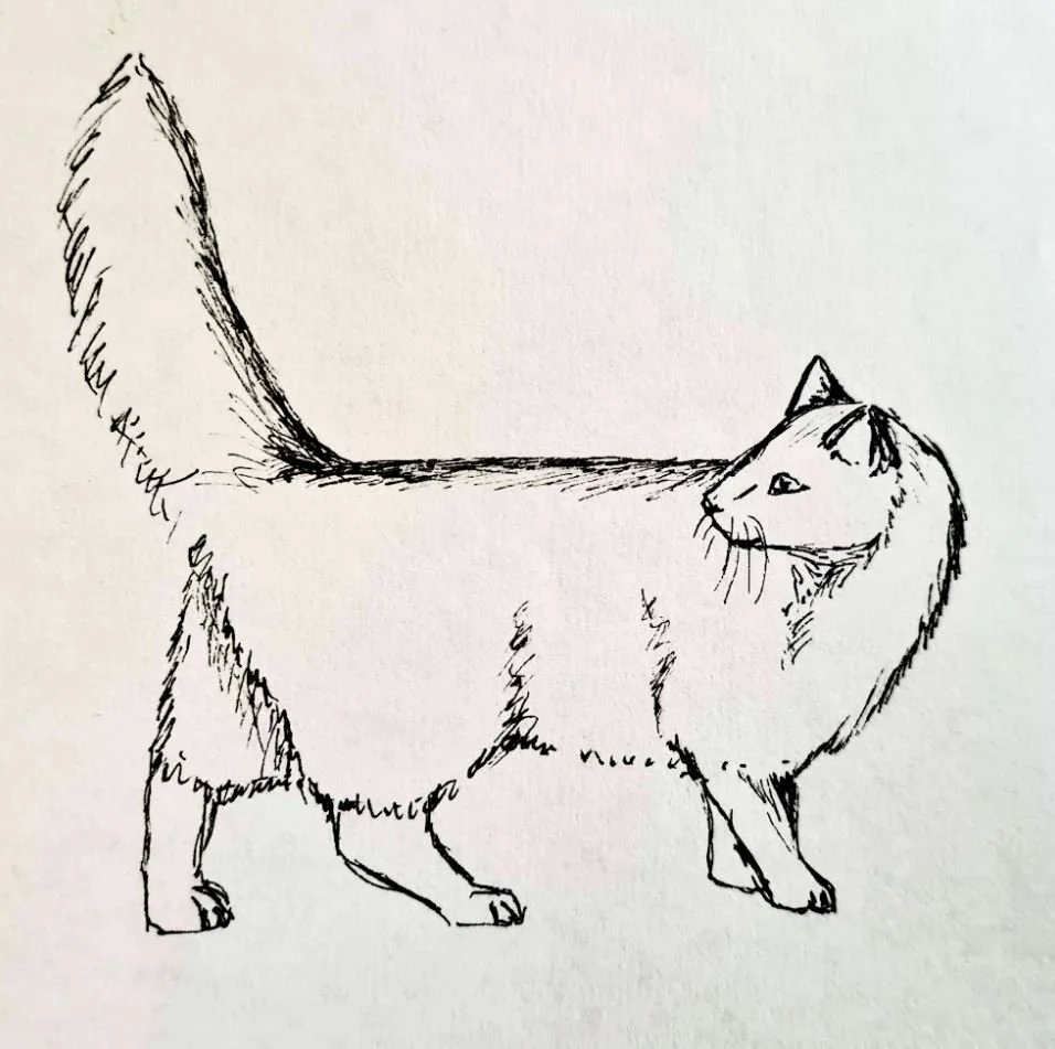 cat by kay allen.JPG