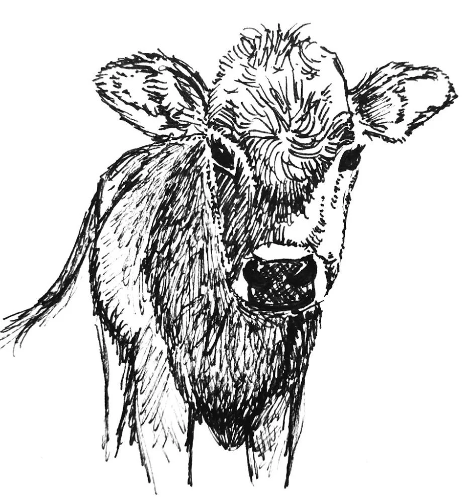 cow by kay allen.JPG