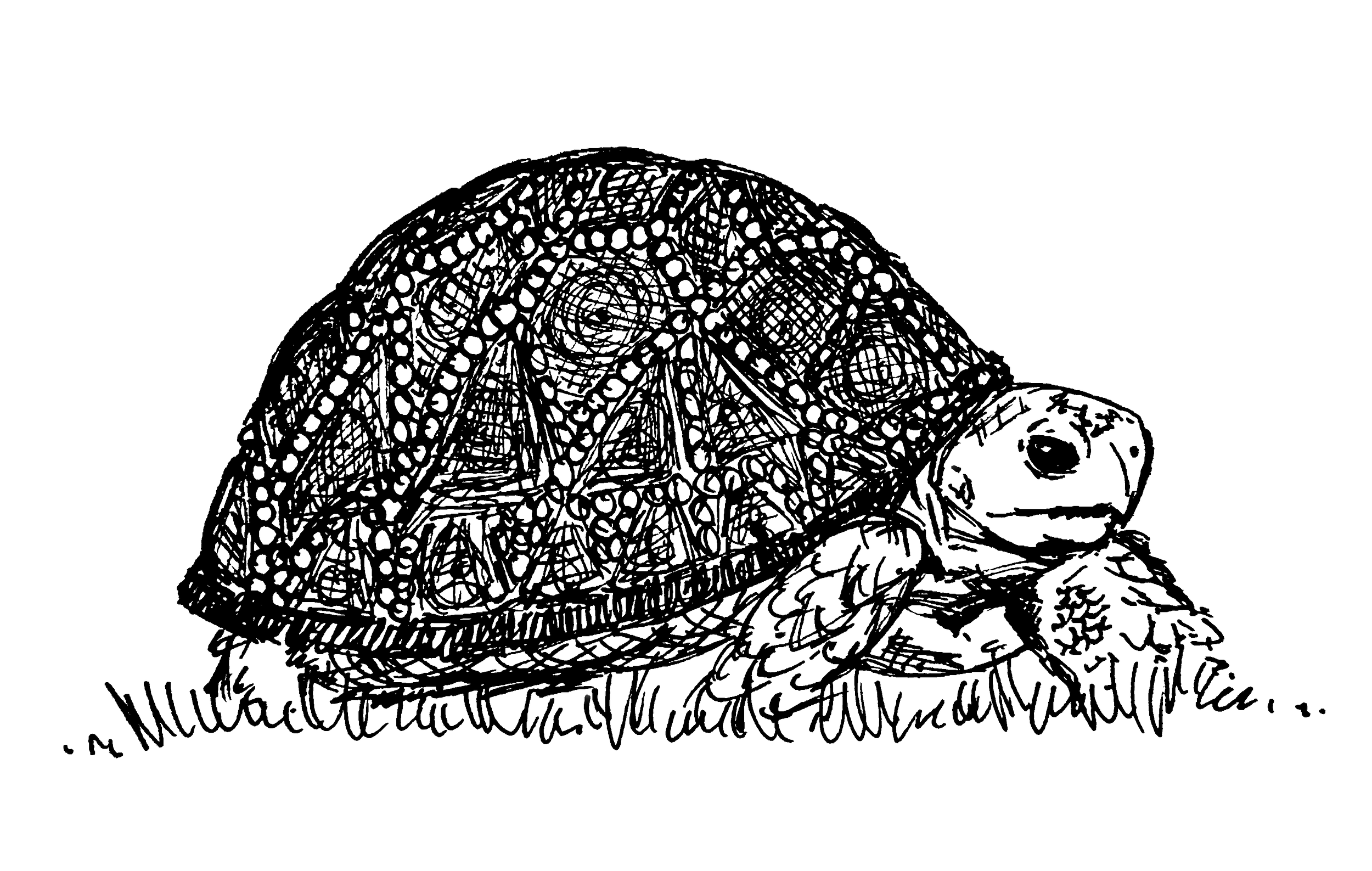 Tortoise.png