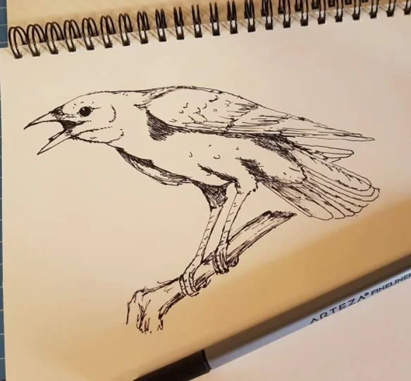 crow by kay allen.JPG