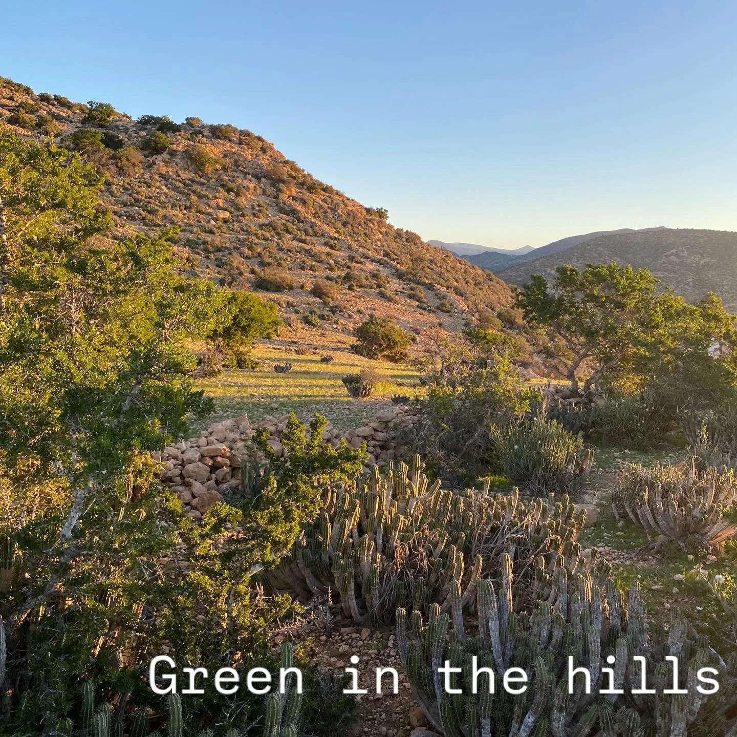 This past week in Tamraght: fresh + green after the rain, chilly and calm, except during the @caf_online AFCON football times 🤣🙏🏼❤️⚽️🇲🇦

#Tamraght #TaghazoutBay #VisitAgadir Morocco