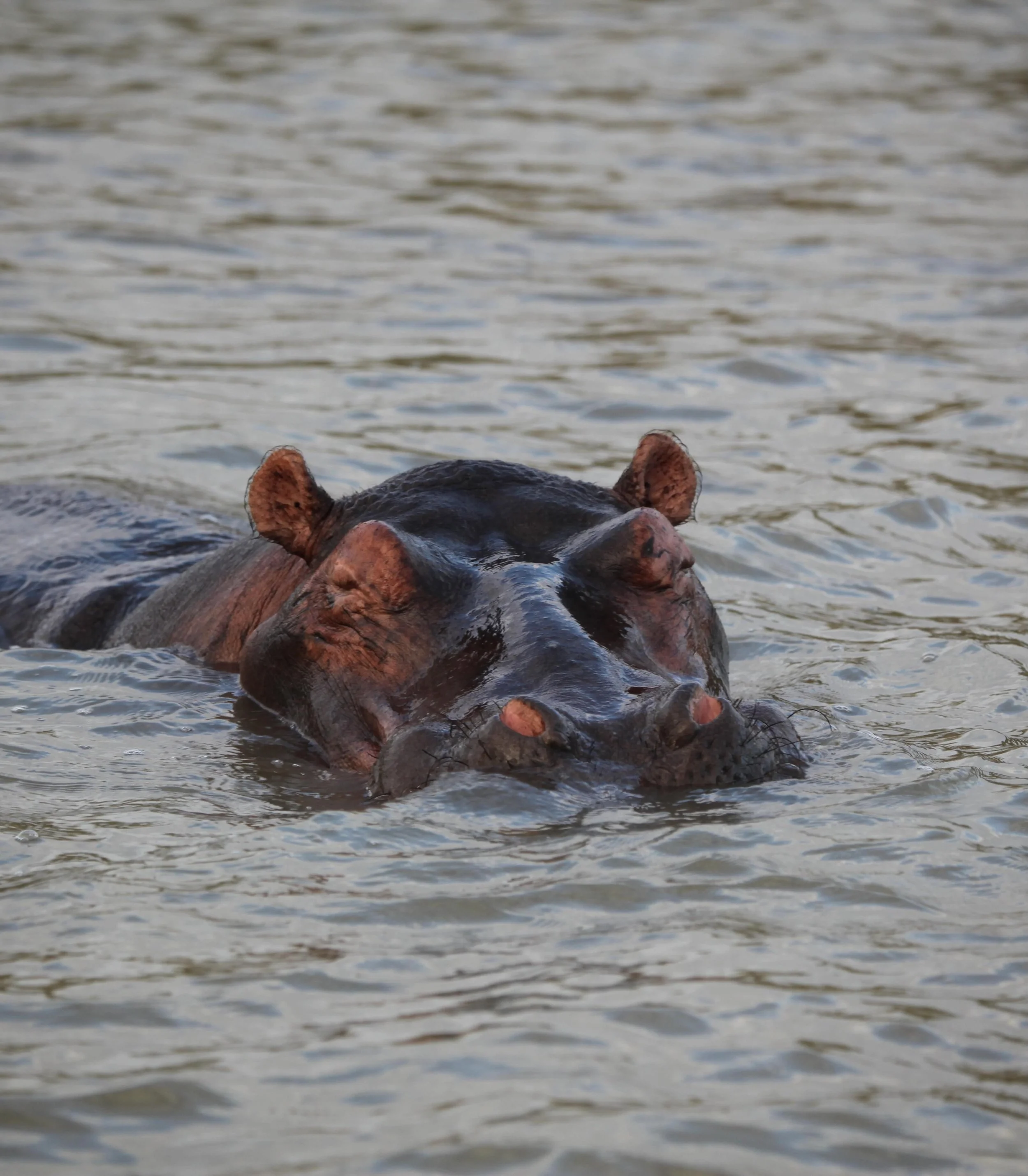 St Lucia, KwaZulu-Natal, South Africa 

Wild and free!!

We&rsquo;ve been going to St Lucia since we were kids. It&rsquo;s hardly changed in 30 years. Down to earth, friendly, and sweet local vibes. 

Hippo, croc, and birding heaven. Snorkeling, fish